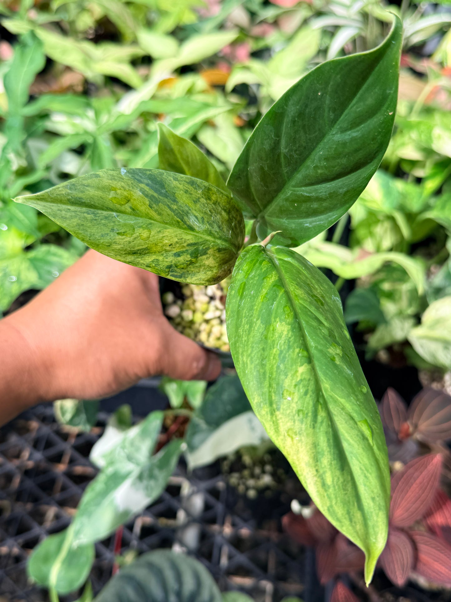 Philodendron 'Subhastatum' Variegata  N69