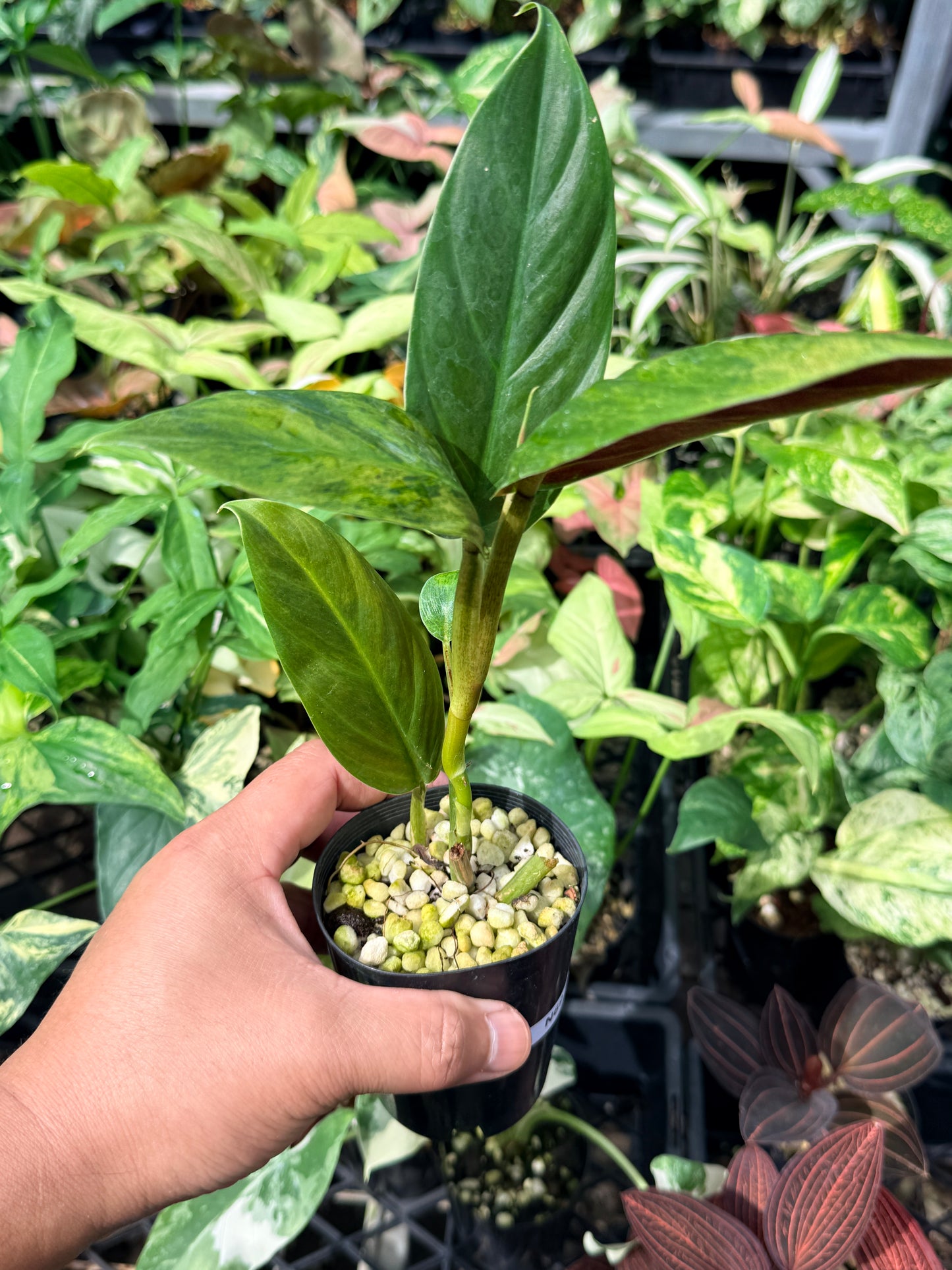Philodendron 'Subhastatum' Variegata  N69