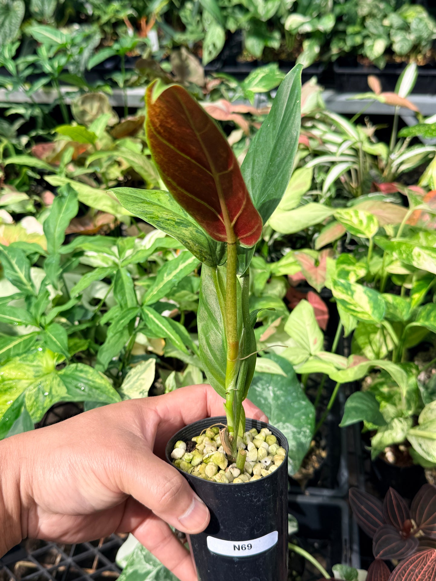 Philodendron 'Subhastatum' Variegata  N69