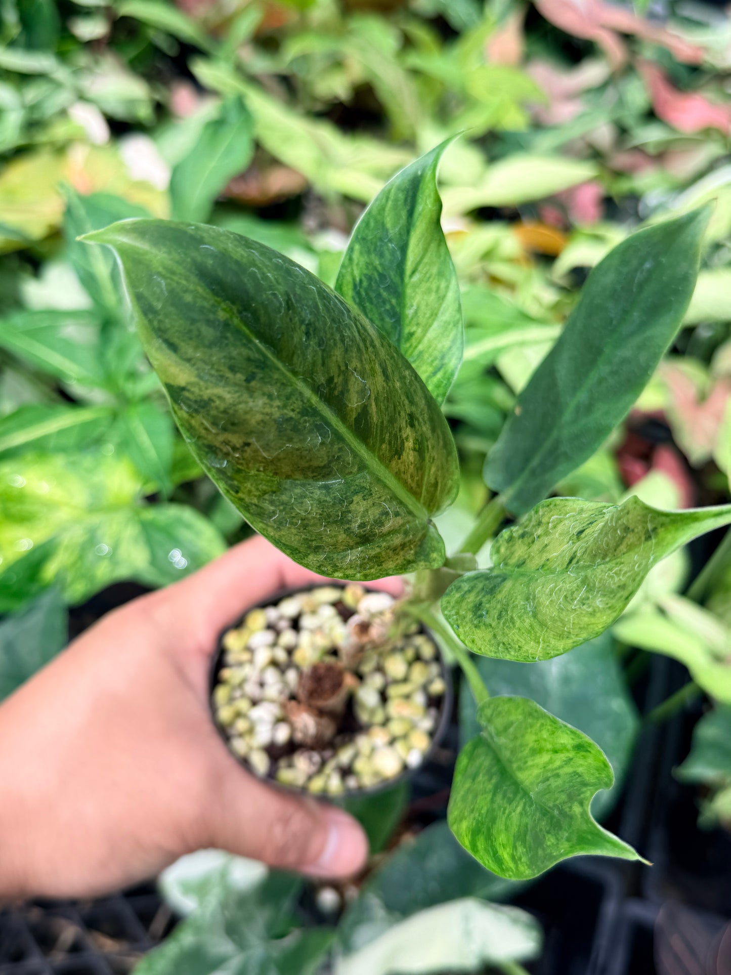 Philodendron 'Subhastatum' Variegata  N70