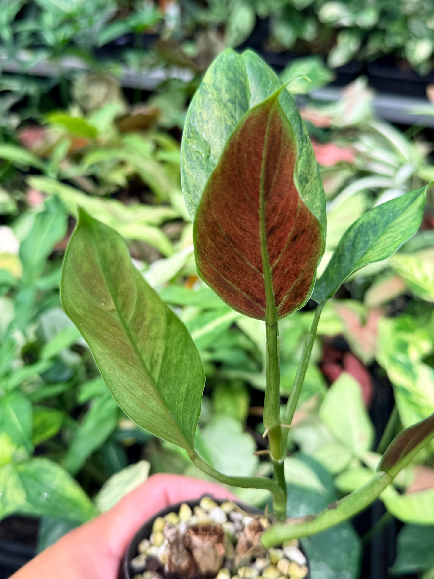 Philodendron 'Subhastatum' Variegata  N70
