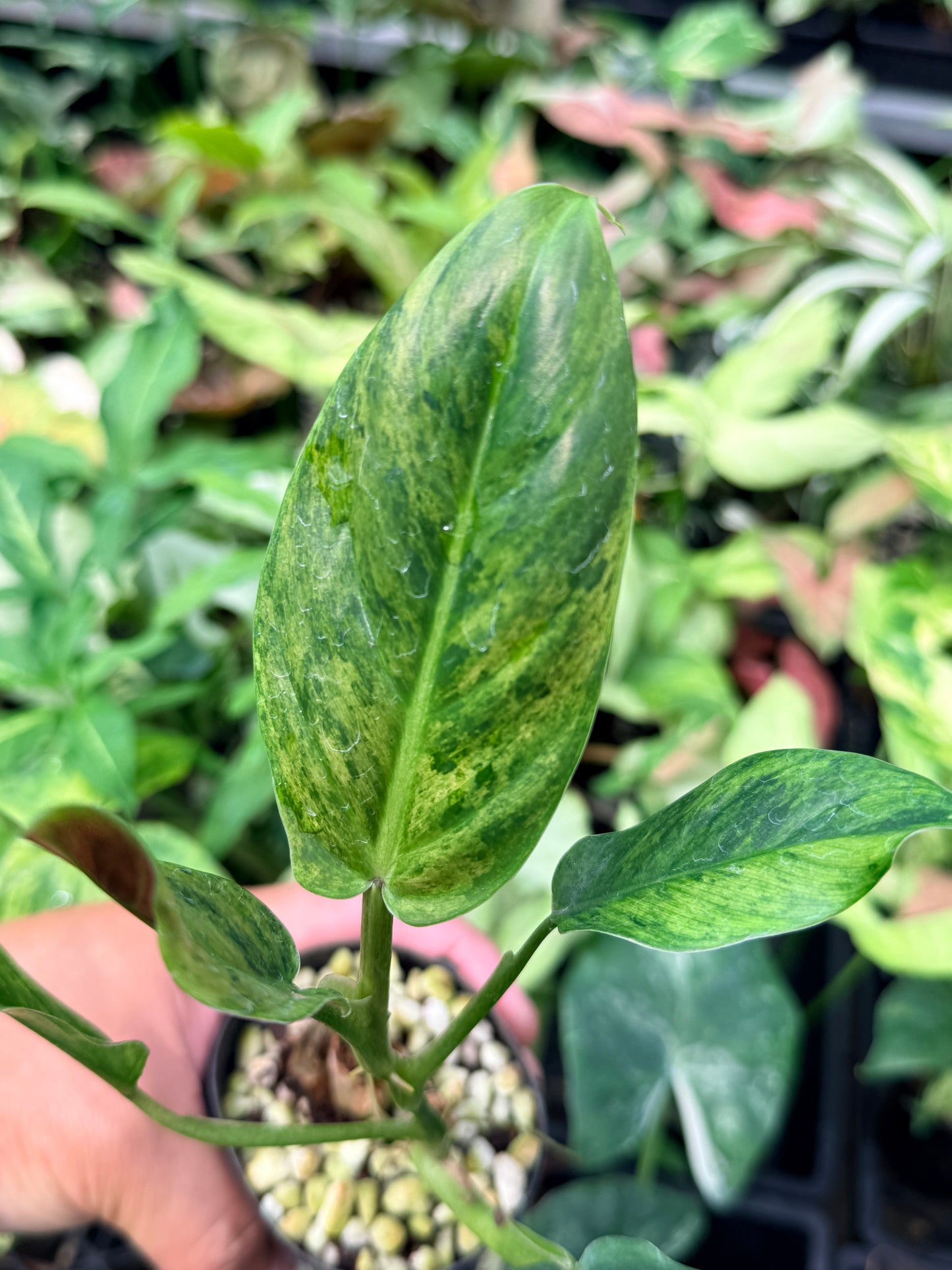 Philodendron 'Subhastatum' Variegata  N70