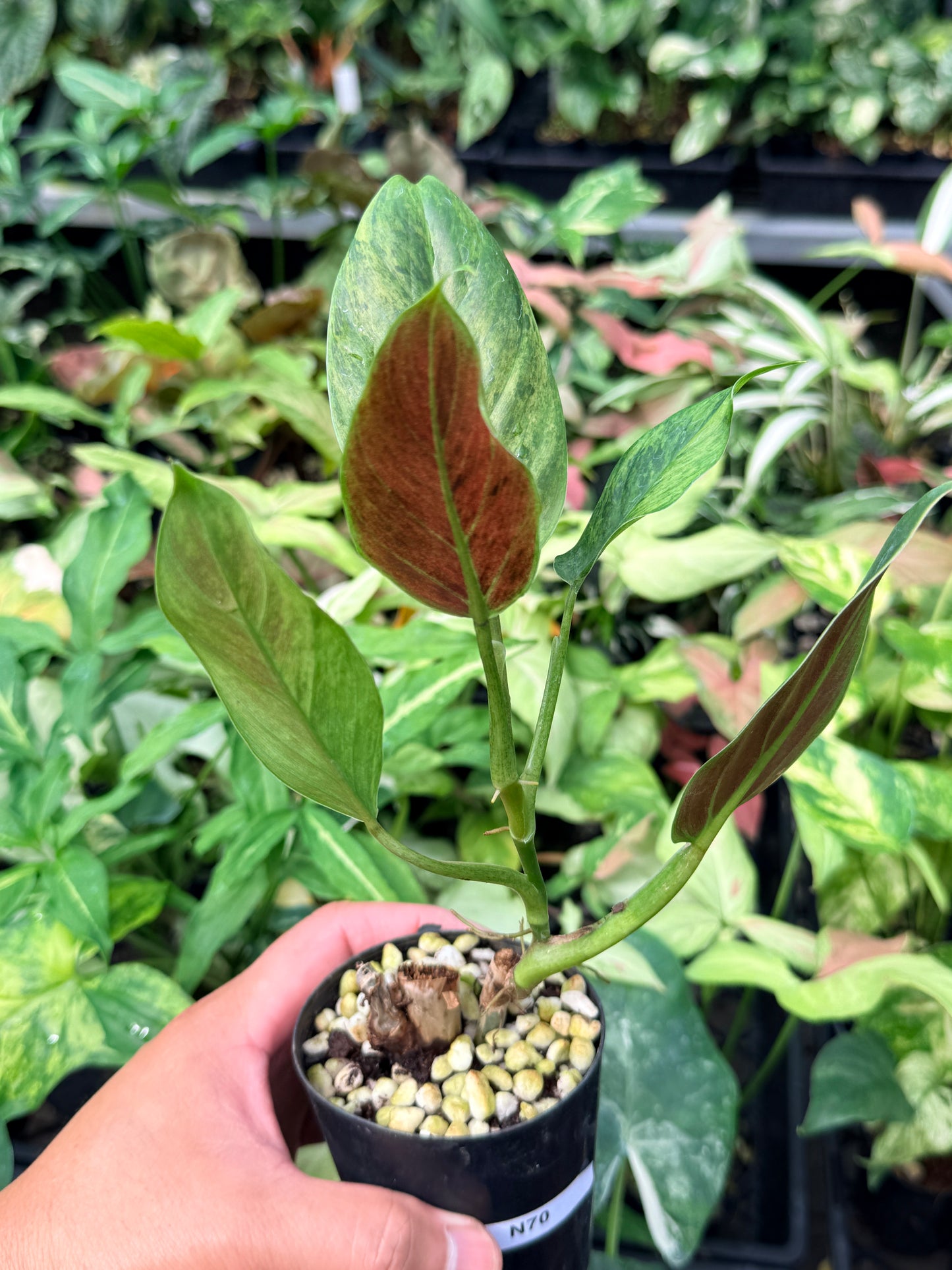 Philodendron 'Subhastatum' Variegata  N70