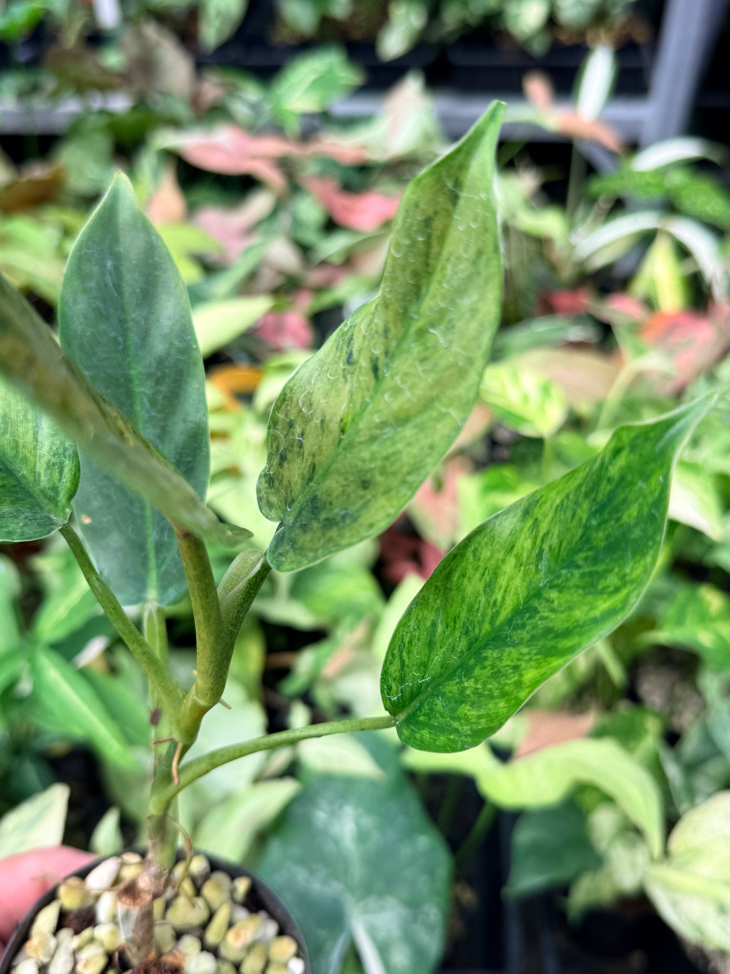 Philodendron 'Subhastatum' Variegata  N70