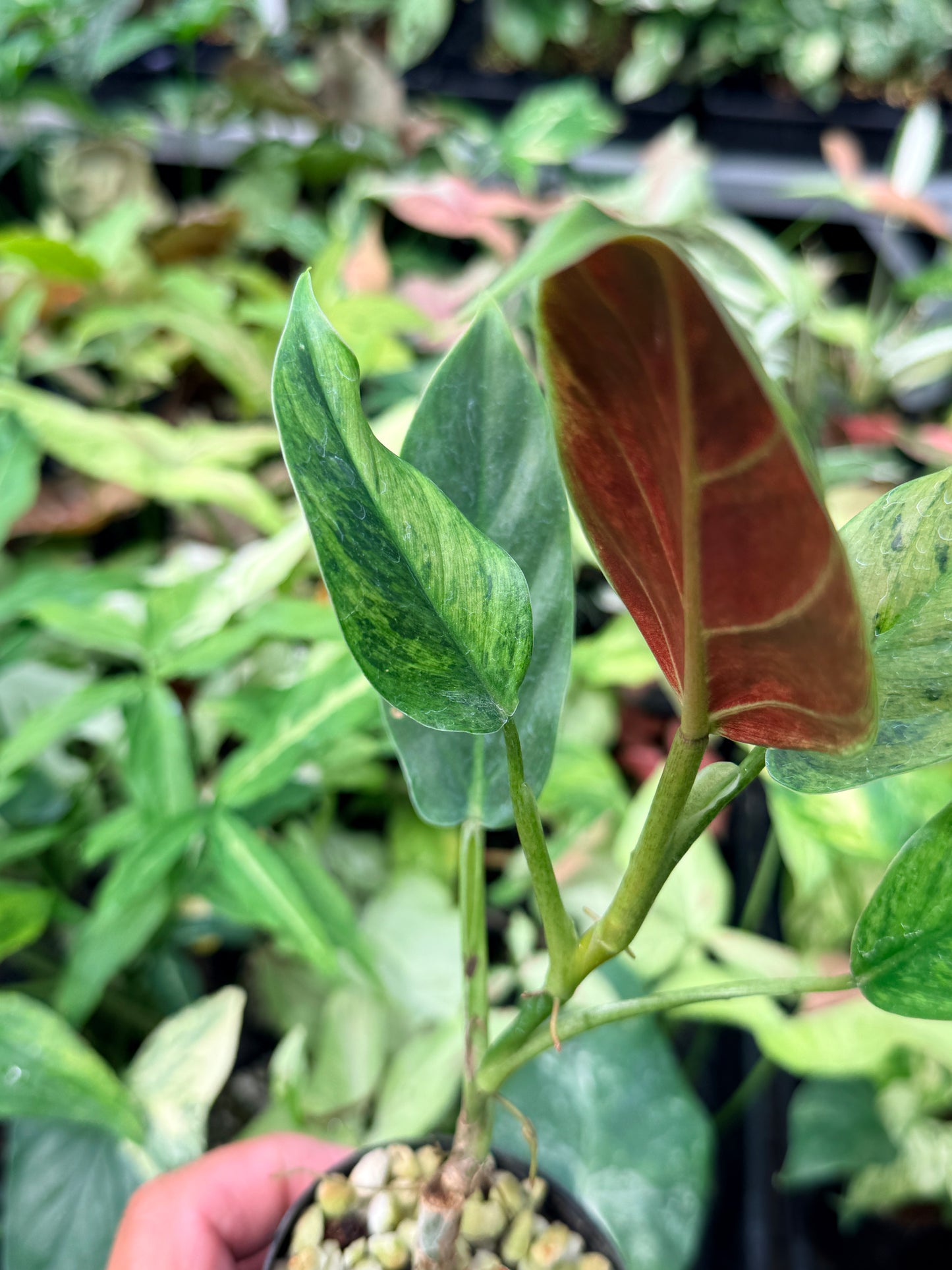 Philodendron 'Subhastatum' Variegata  N70