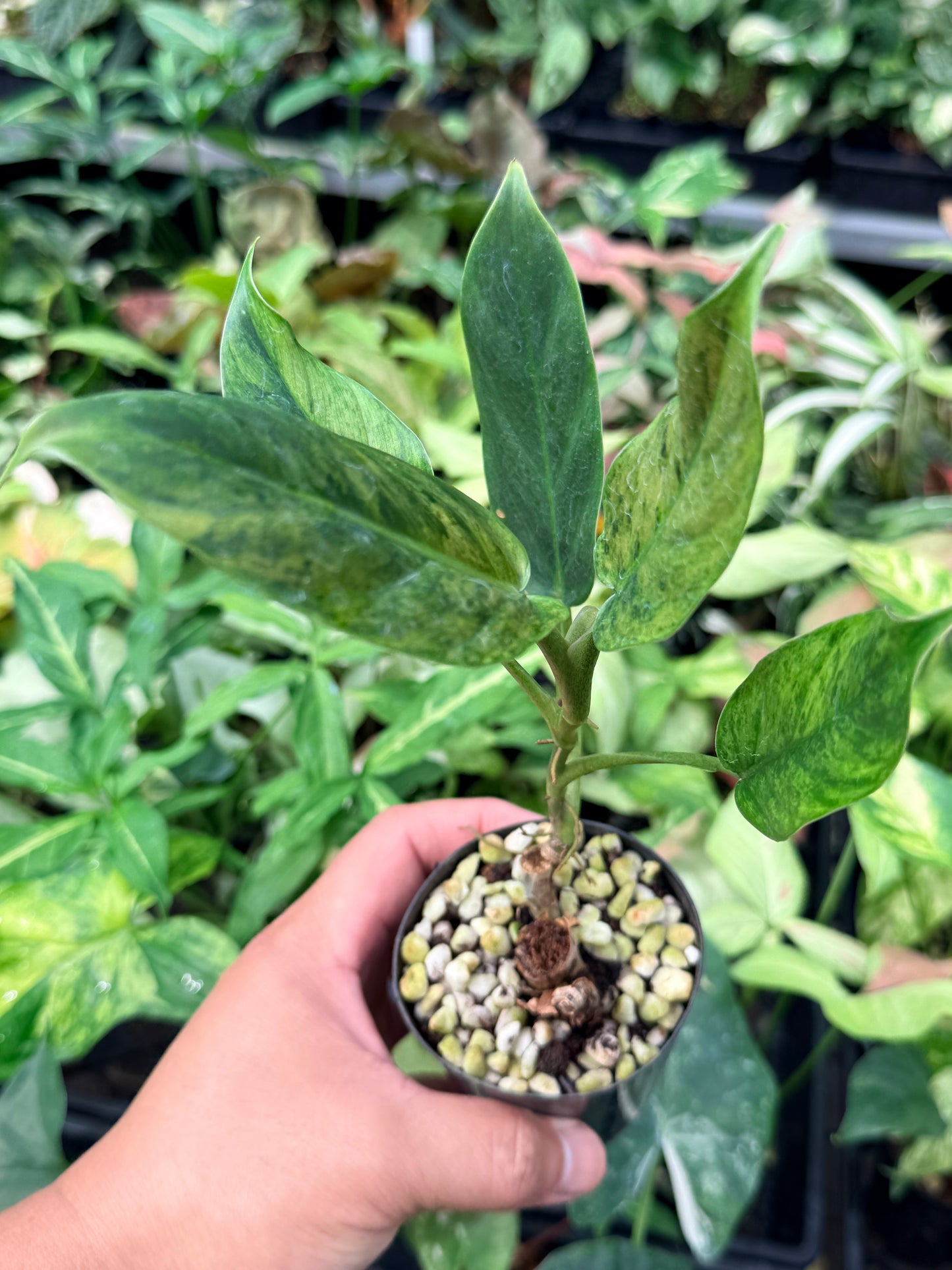 Philodendron 'Subhastatum' Variegata  N70
