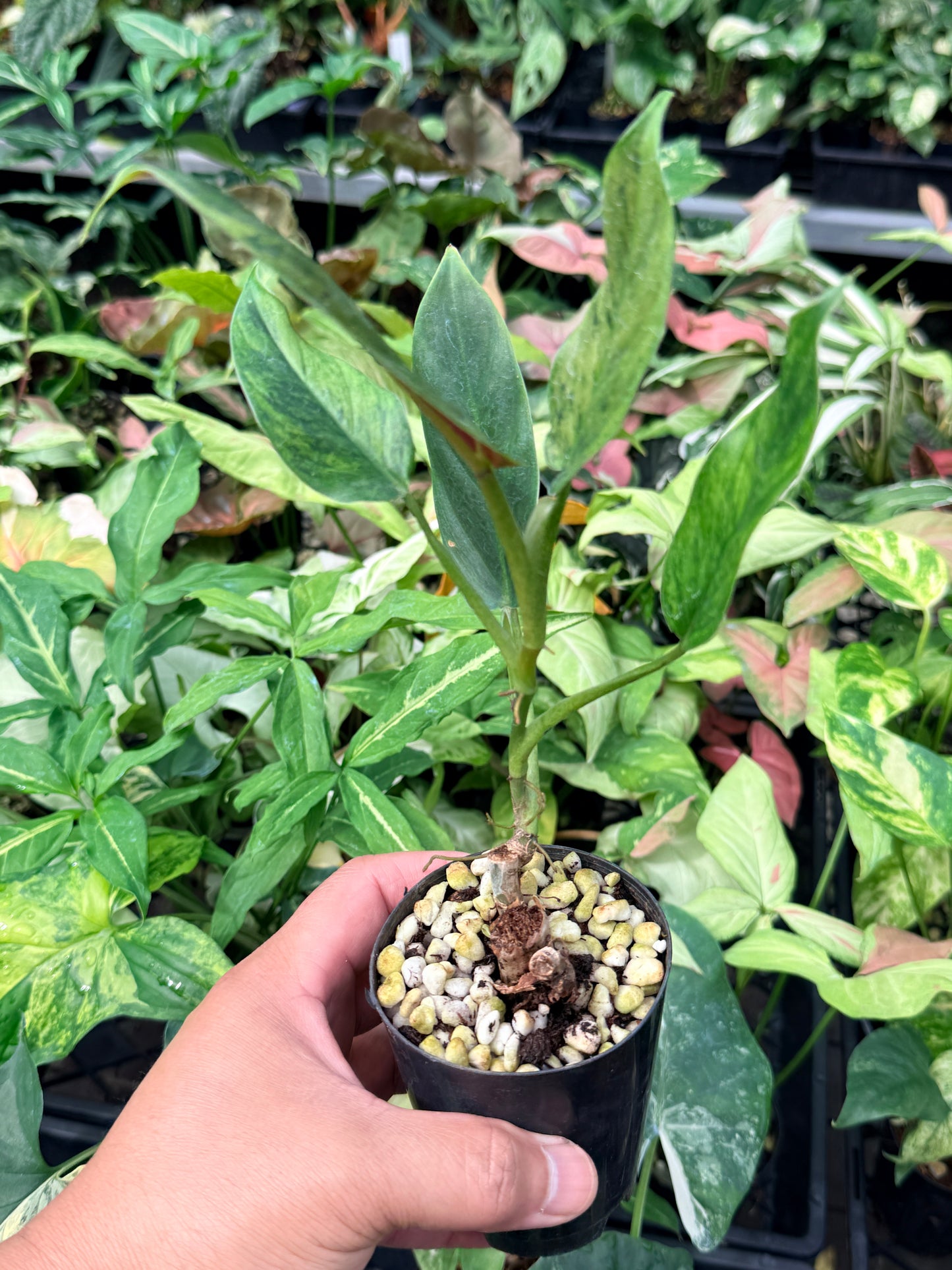 Philodendron 'Subhastatum' Variegata  N70