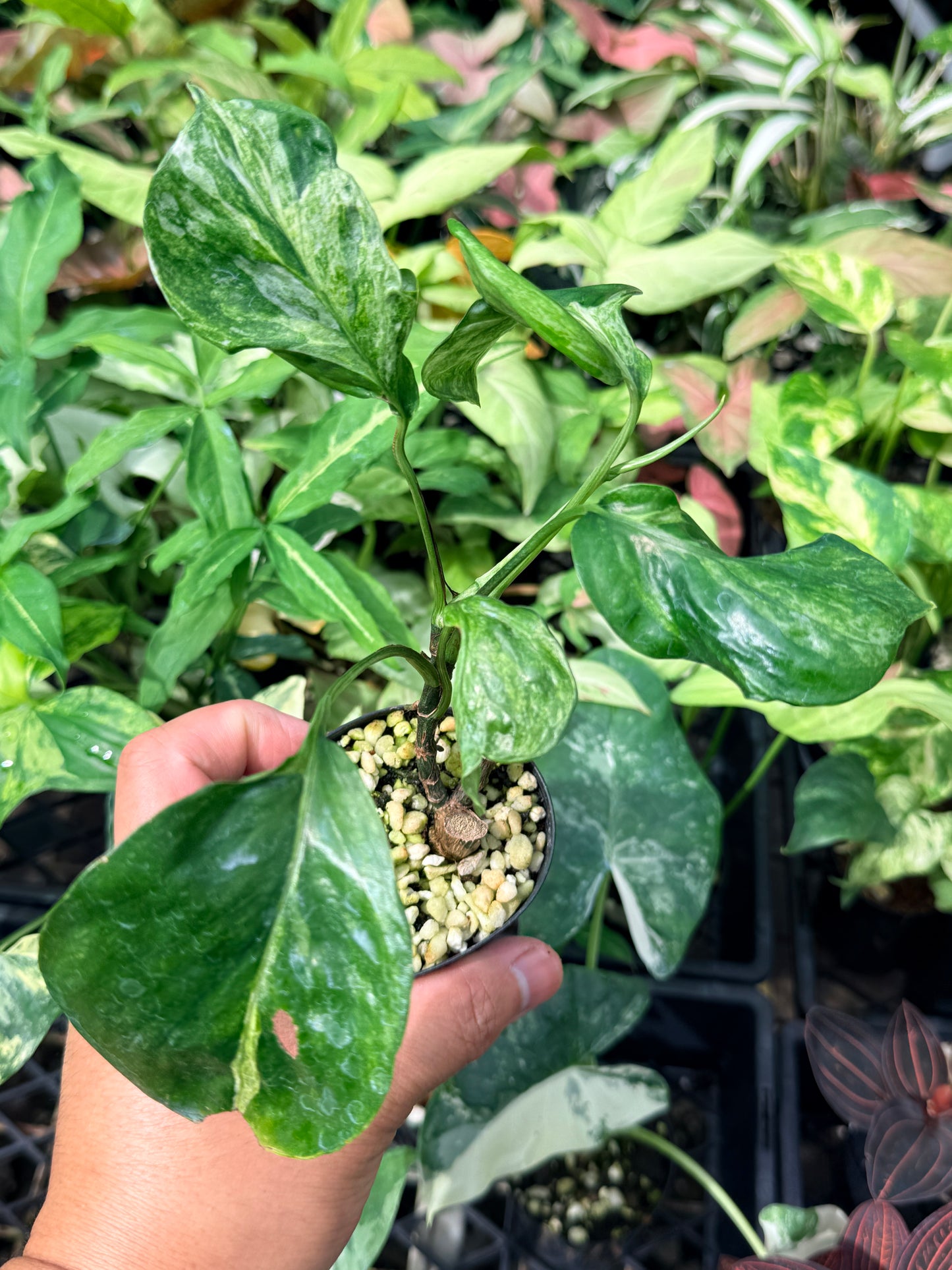 Epipremnum pinnatum Marble sp 'Bali Hanoman' NONTC N62