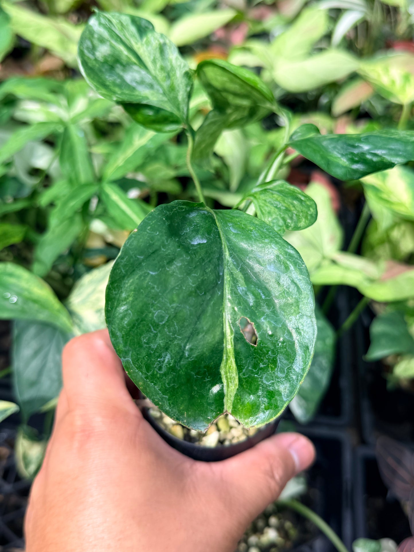 Epipremnum pinnatum Marble sp 'Bali Hanoman' NONTC N62