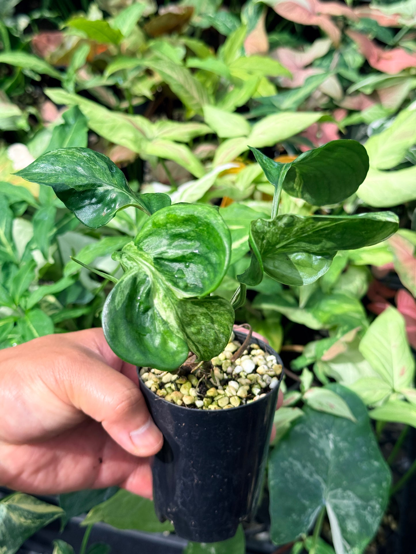Epipremnum pinnatum Marble sp 'Bali Hanoman' NONTC N62