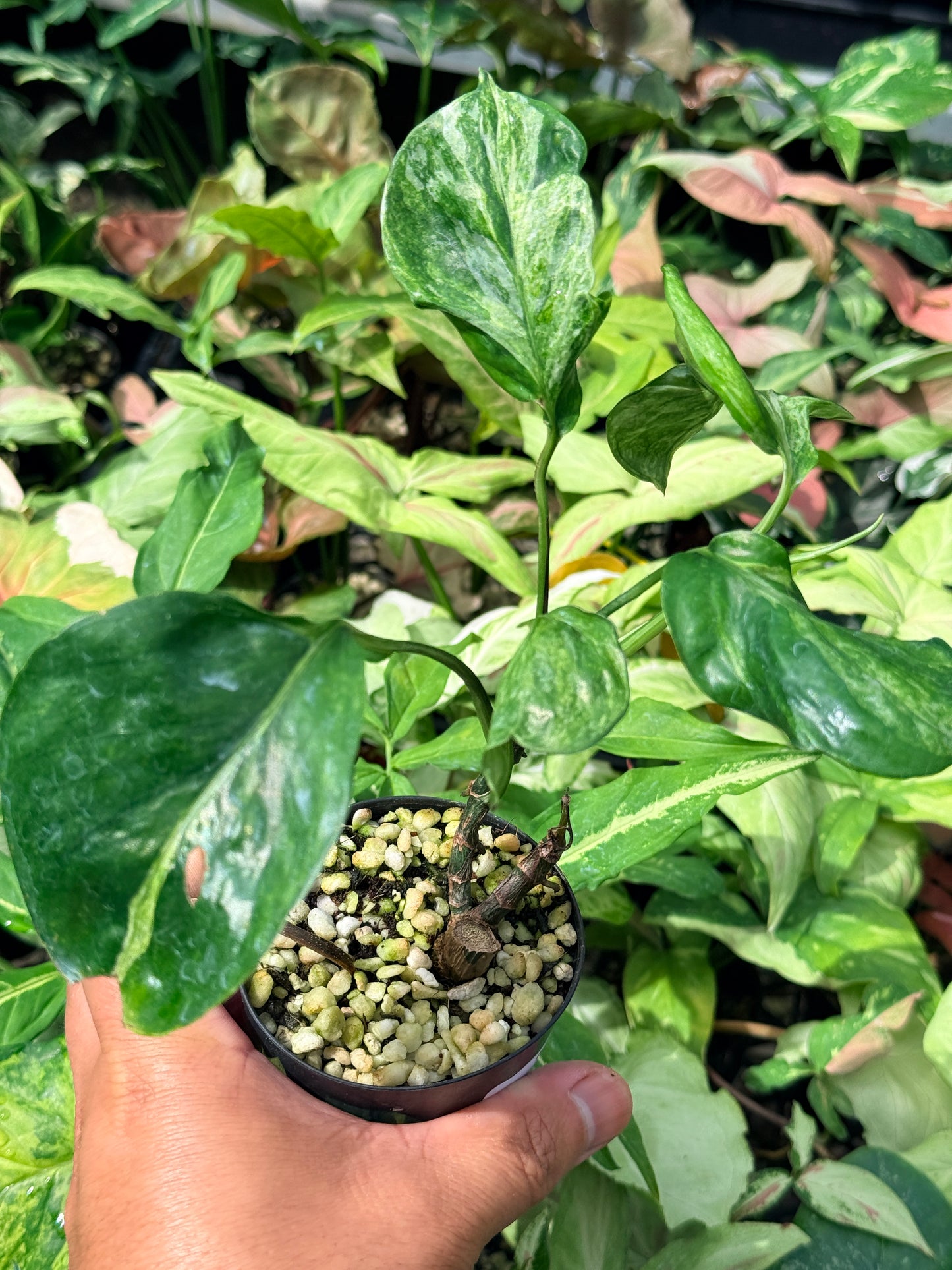 Epipremnum pinnatum Marble sp 'Bali Hanoman' NONTC N62