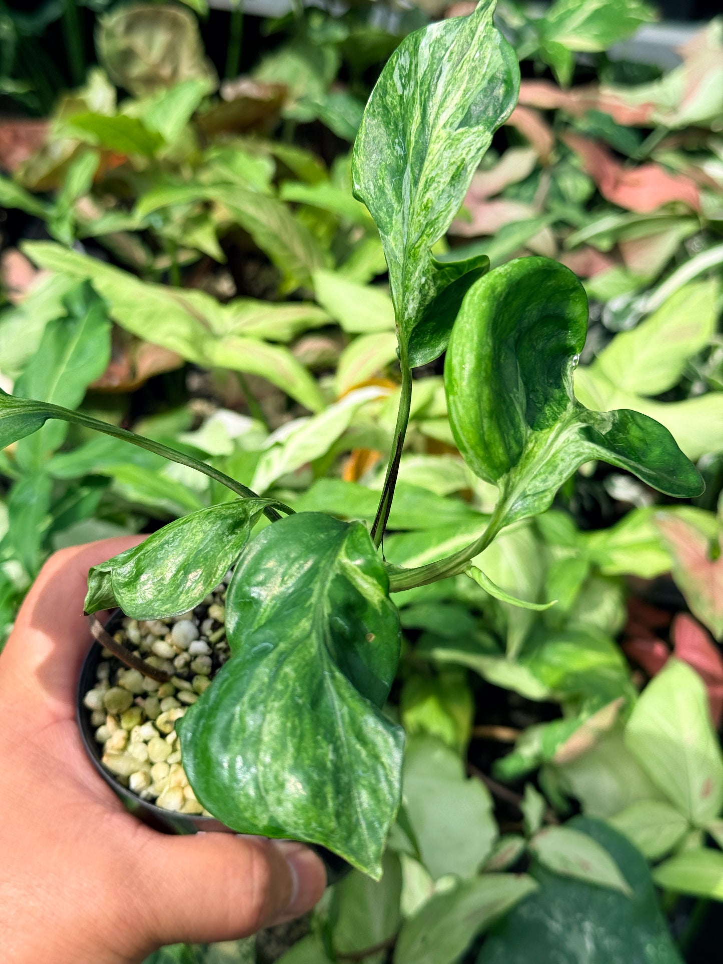 Epipremnum pinnatum Marble sp 'Bali Hanoman' NONTC N62
