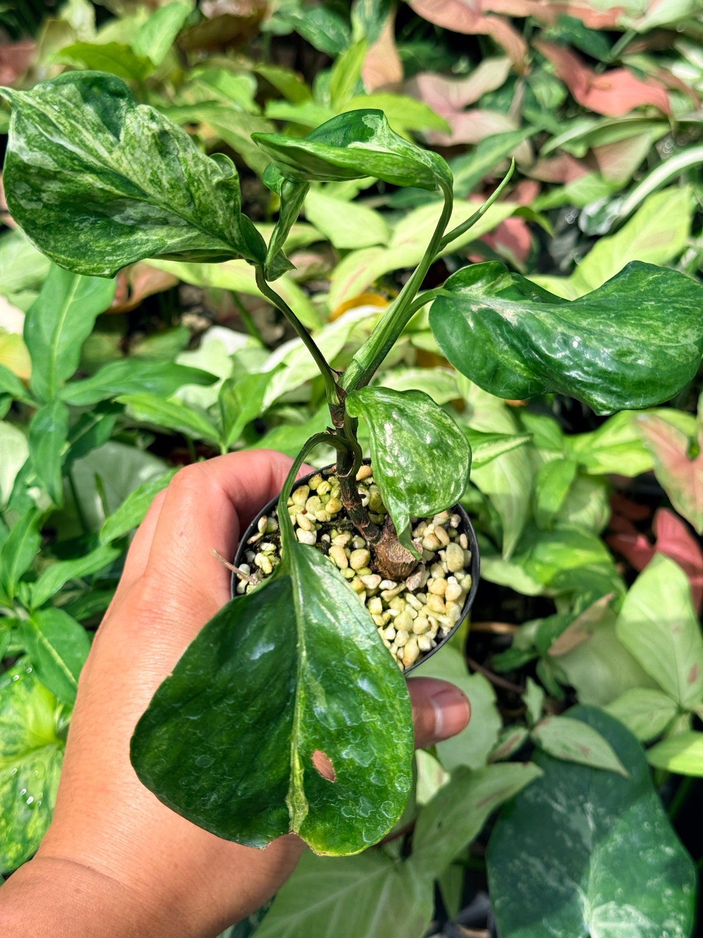 Epipremnum pinnatum Marble sp 'Bali Hanoman' NONTC N62