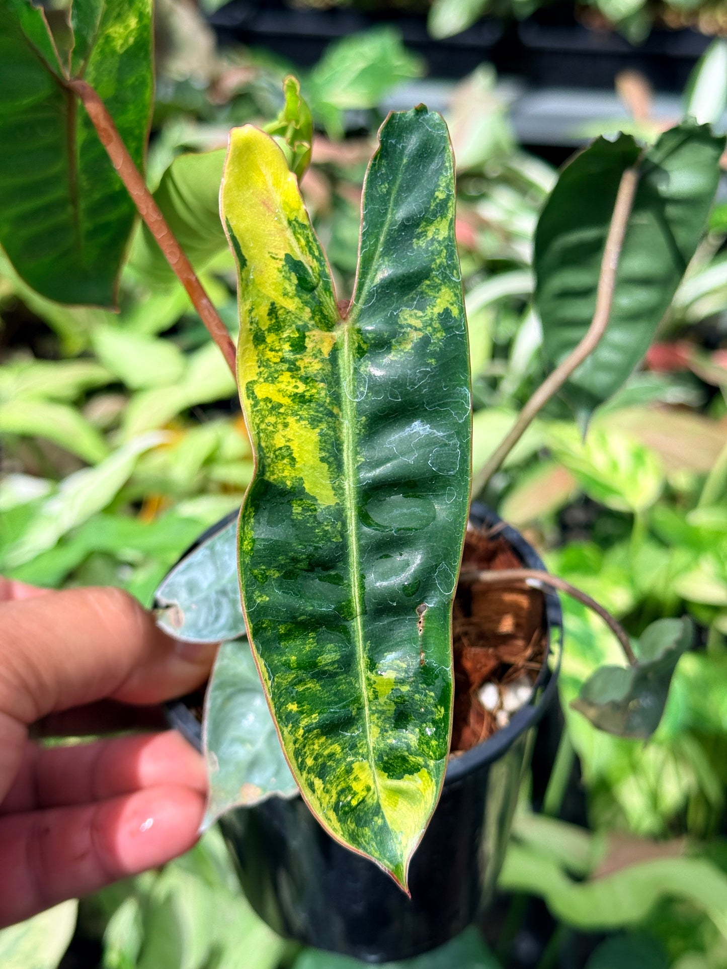 Philodendron 'Billietiae Variegated' N71