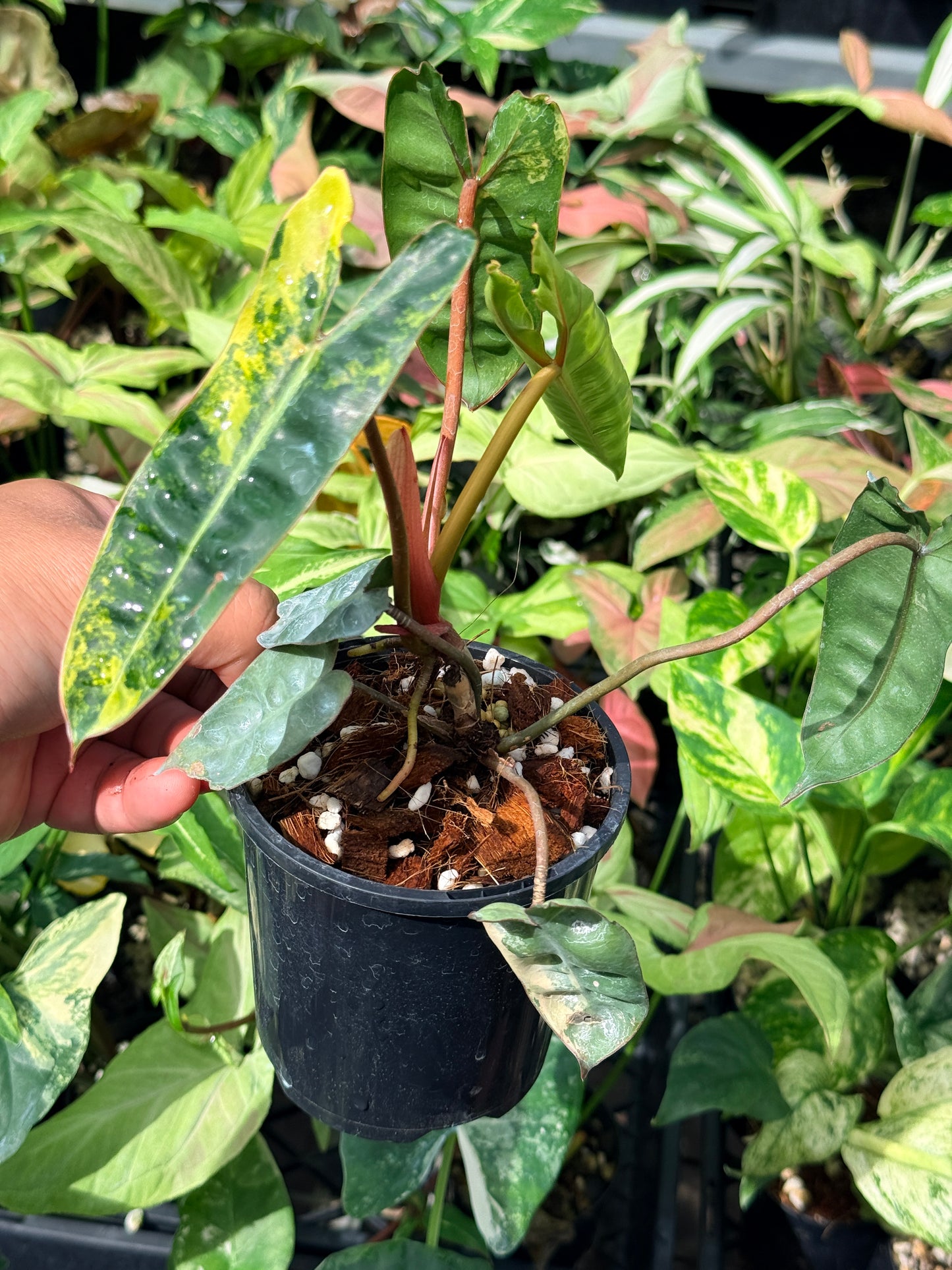 Philodendron 'Billietiae Variegated' N71