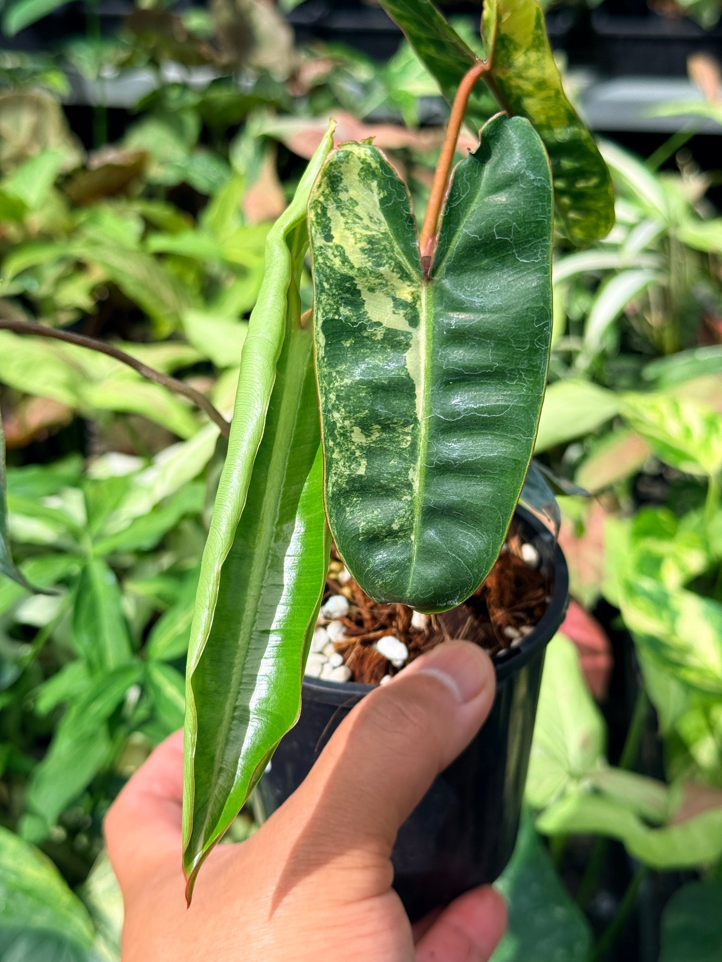 Philodendron 'Billietiae Variegated' N71