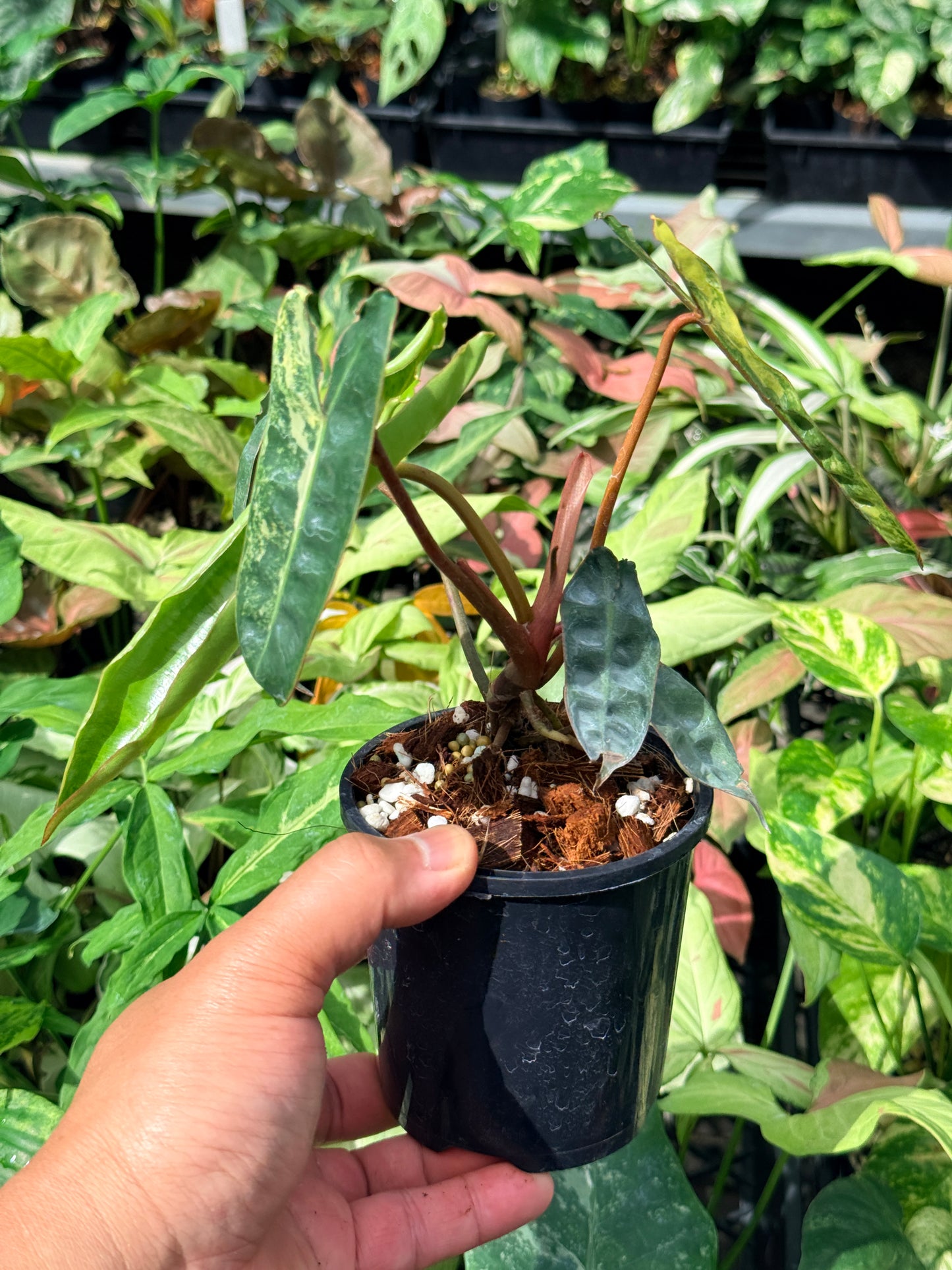 Philodendron 'Billietiae Variegated' N71