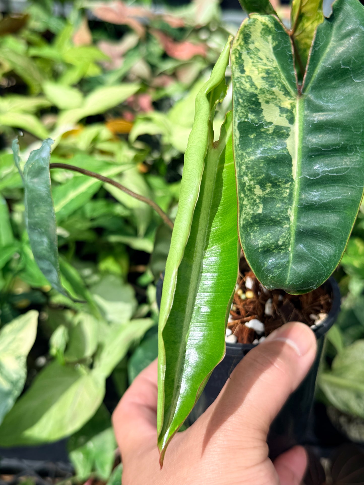 Philodendron 'Billietiae Variegated' N71