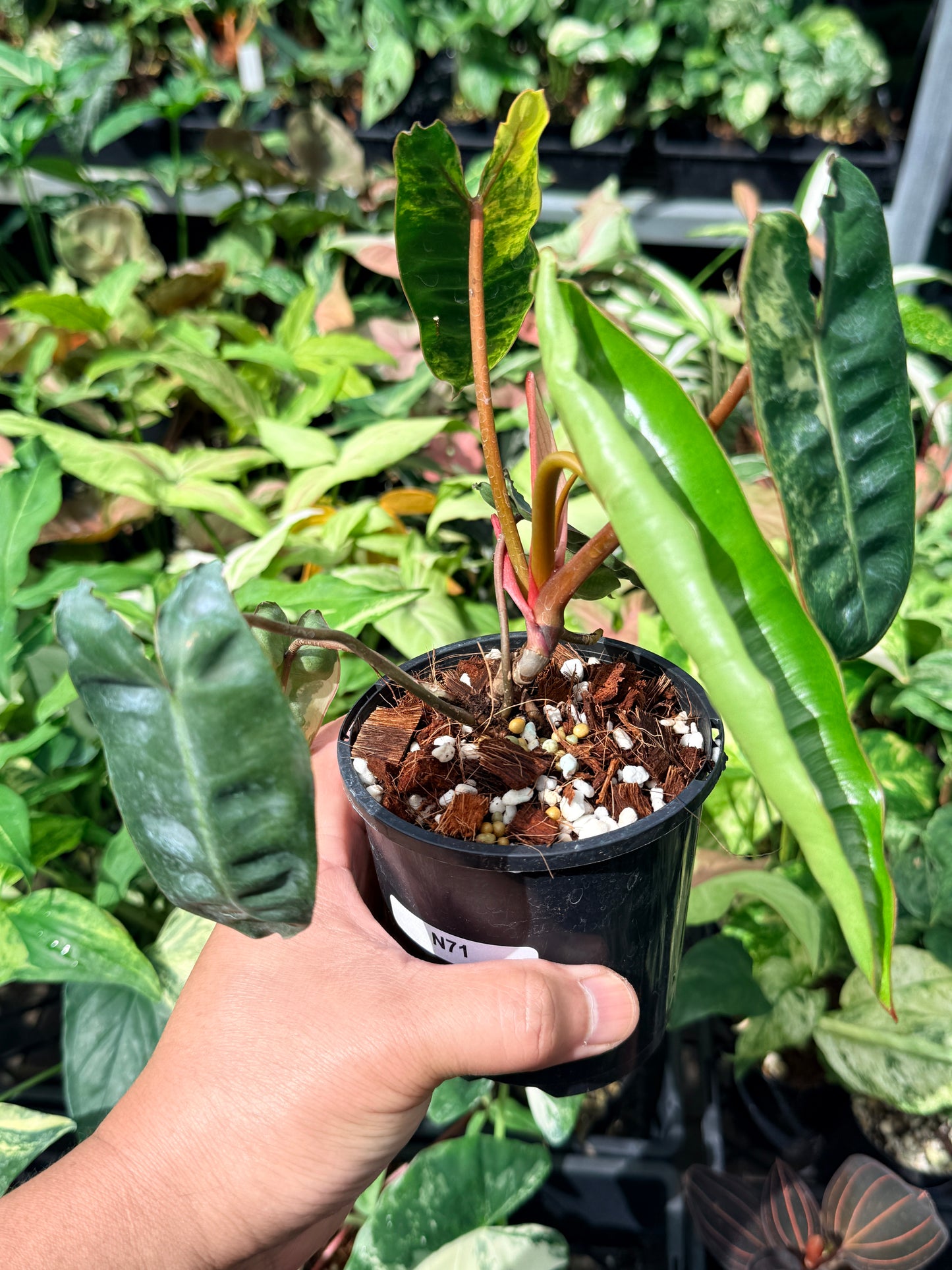 Philodendron 'Billietiae Variegated' N71