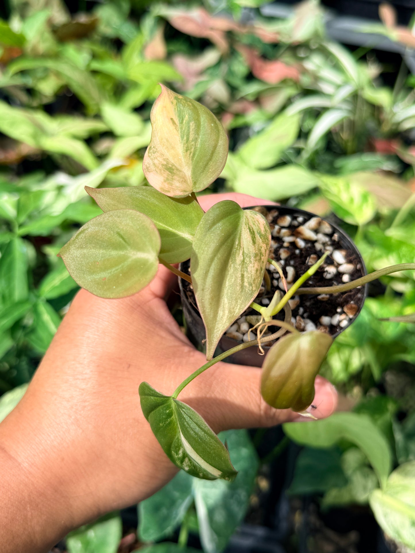 Philodendron Micans Variegated N61