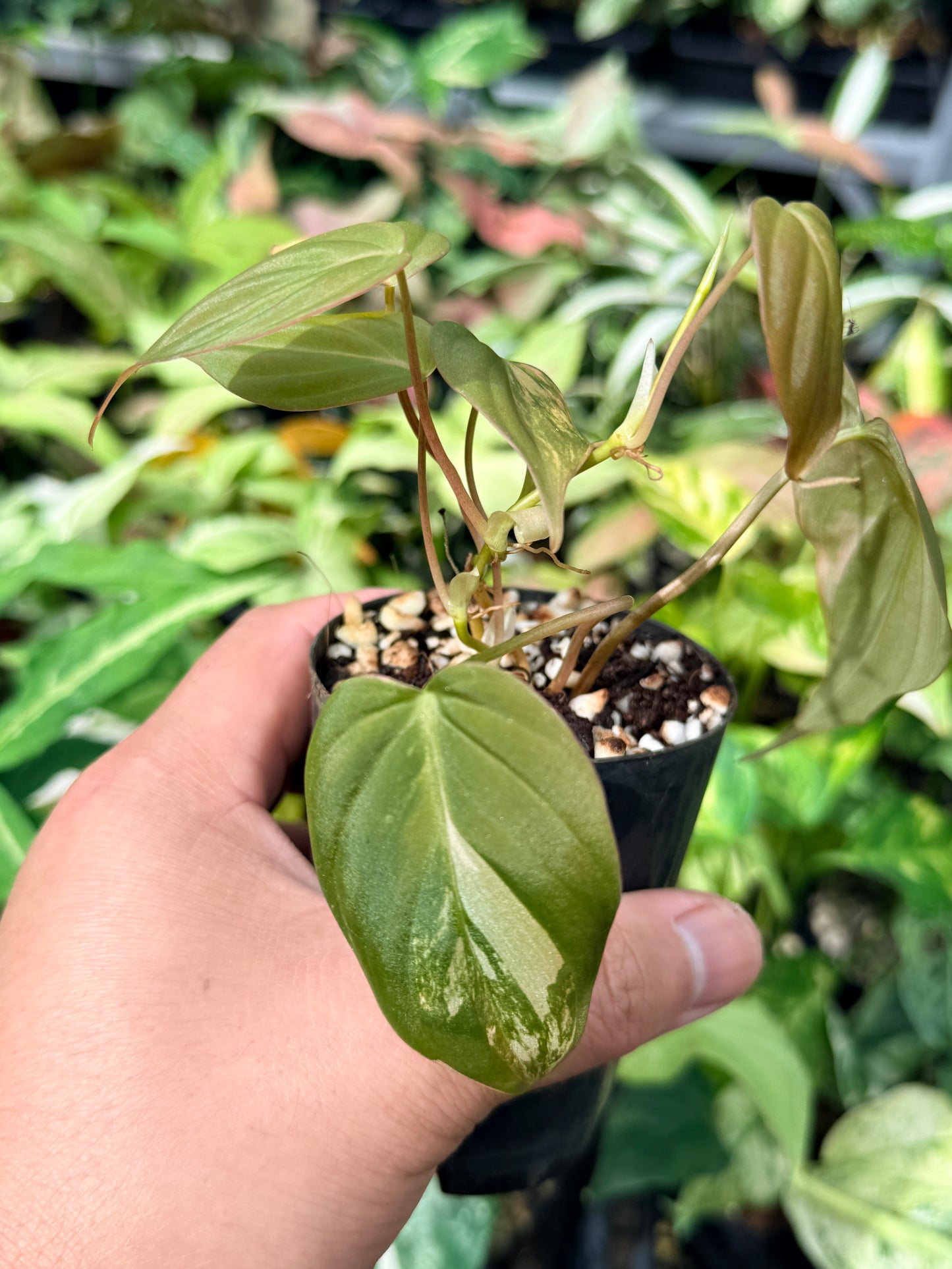 Philodendron Micans Variegated N61