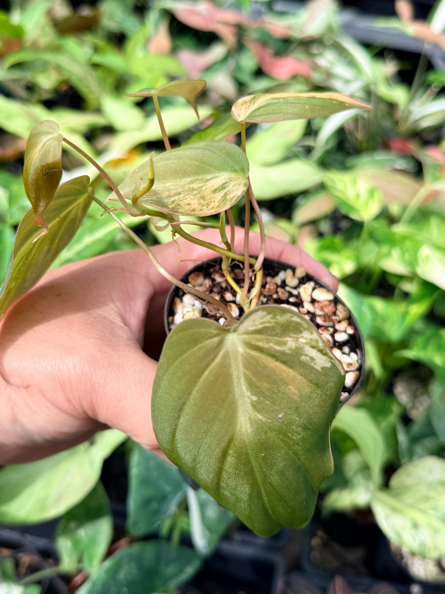 Philodendron Micans Variegated N61