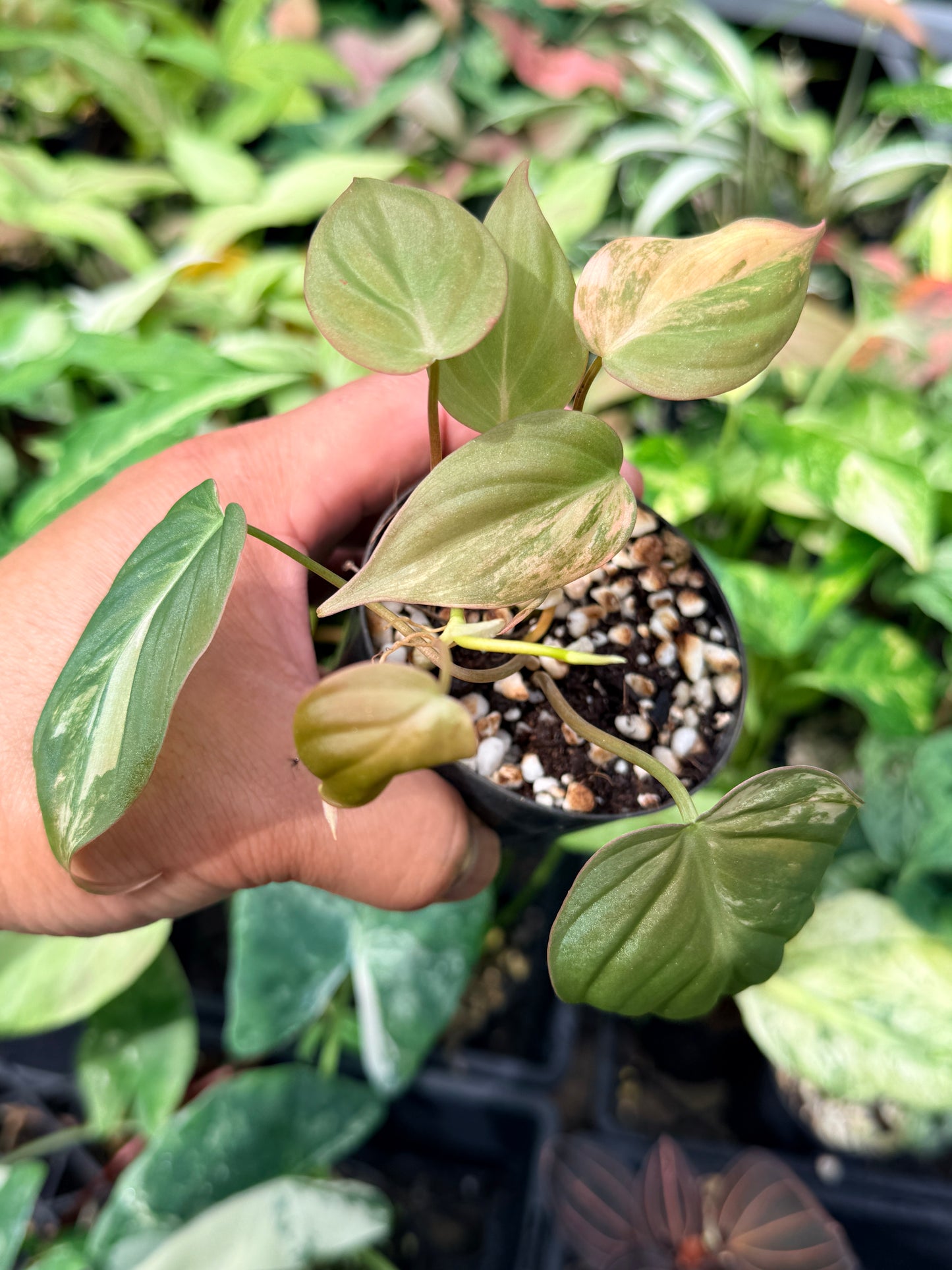 Philodendron Micans Variegated N61