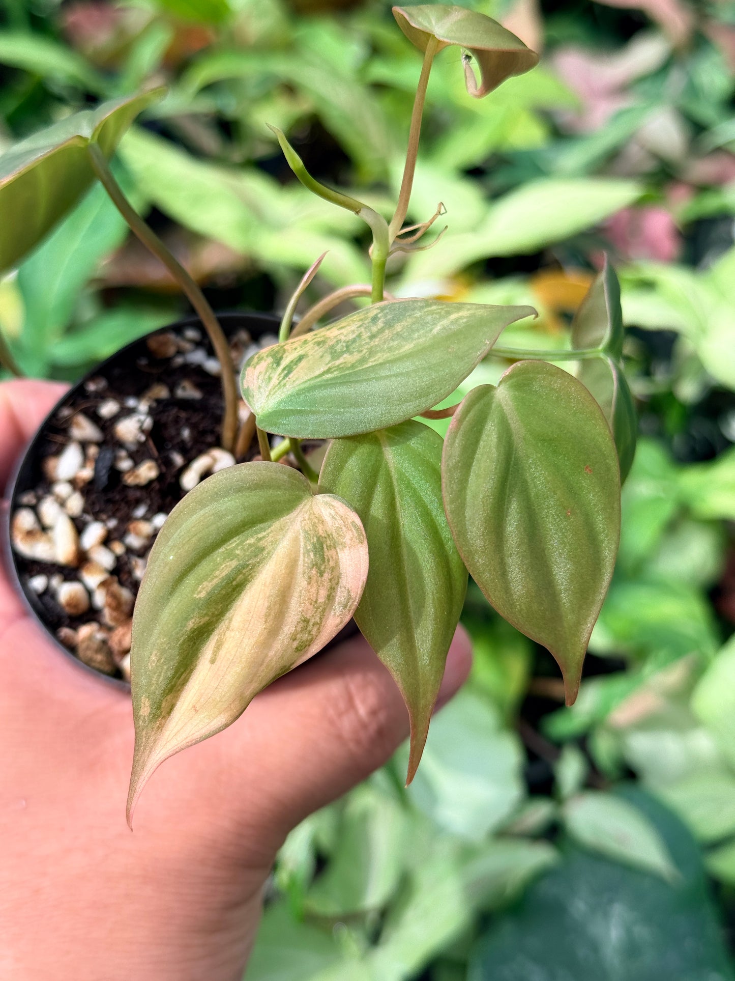 Philodendron Micans Variegated N61