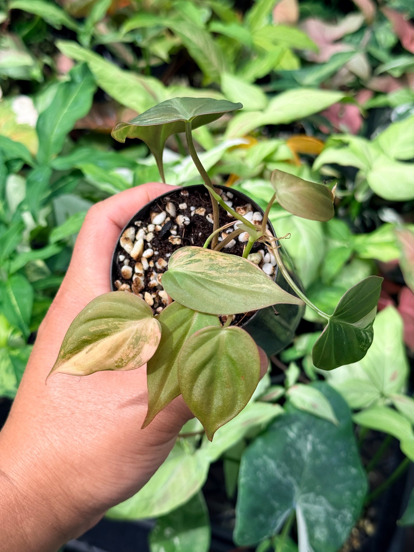 Philodendron Micans Variegated N61