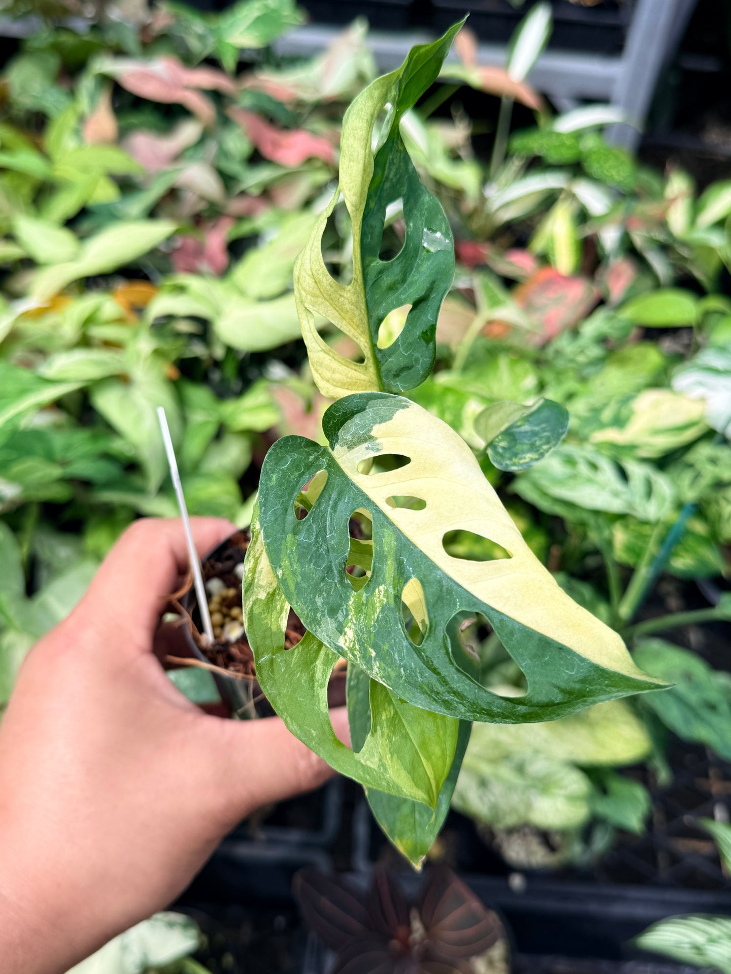 Monstera adansonii variegated N64