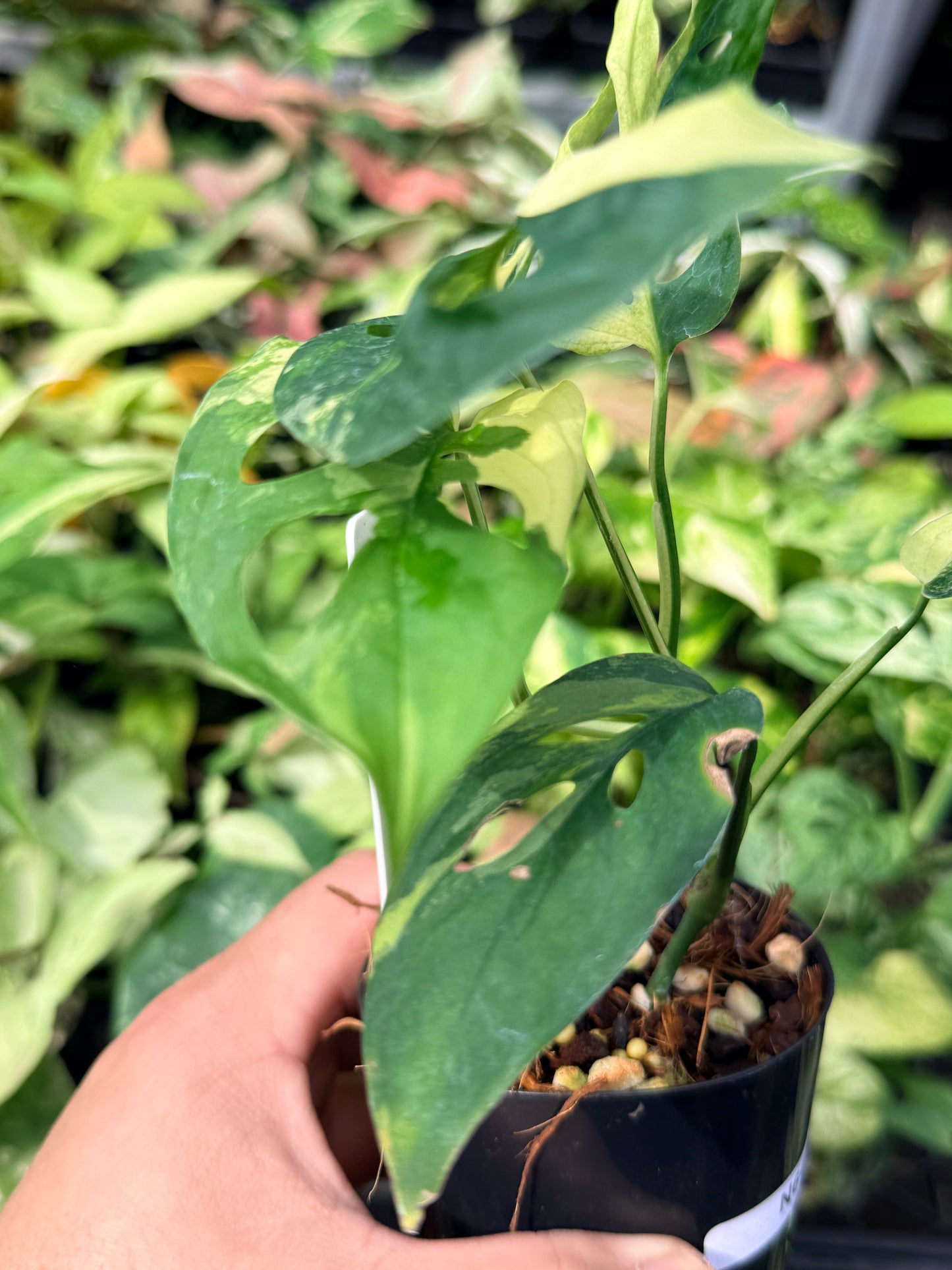 Monstera adansonii variegated N64