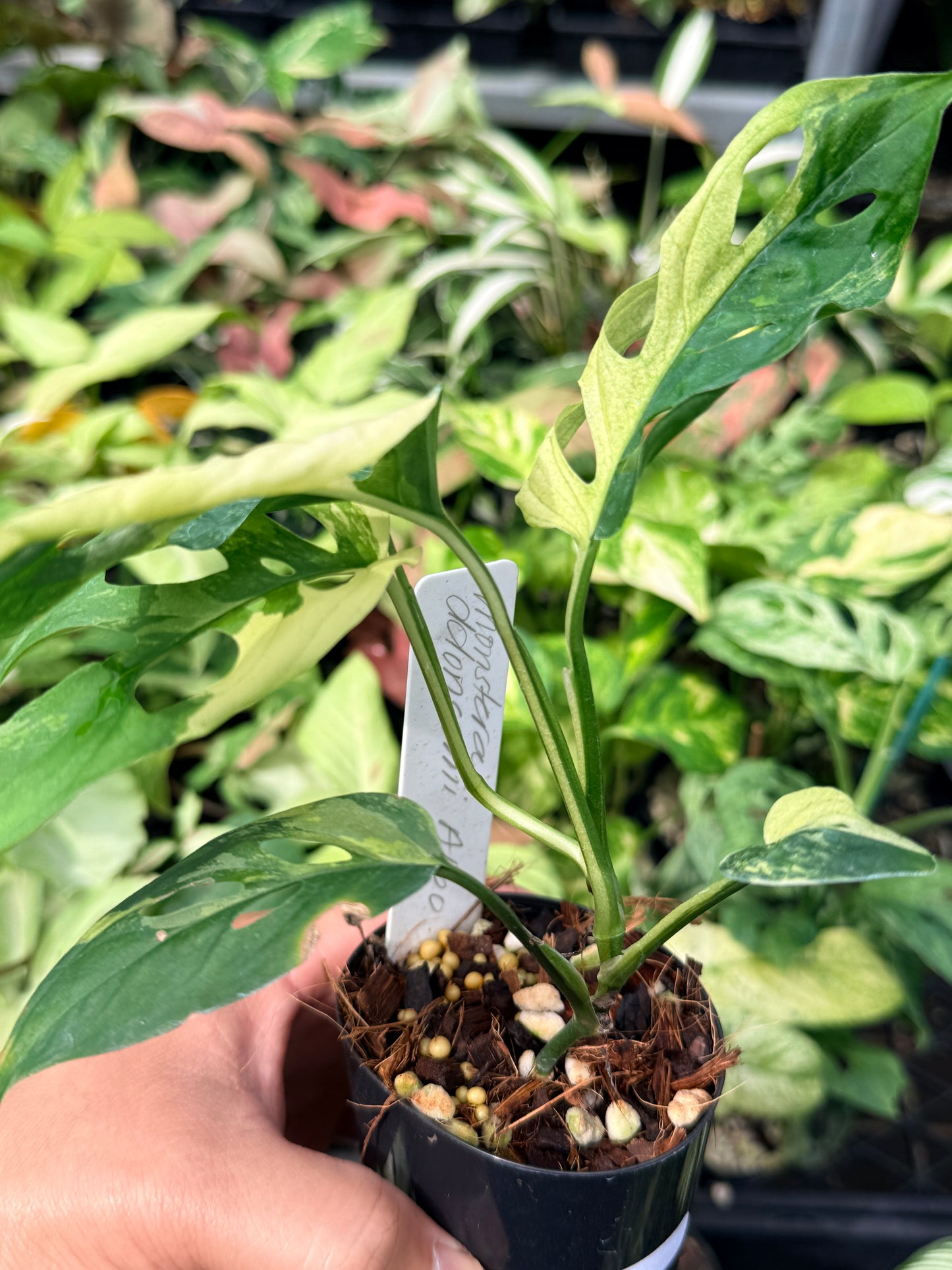 Monstera adansonii variegated N64