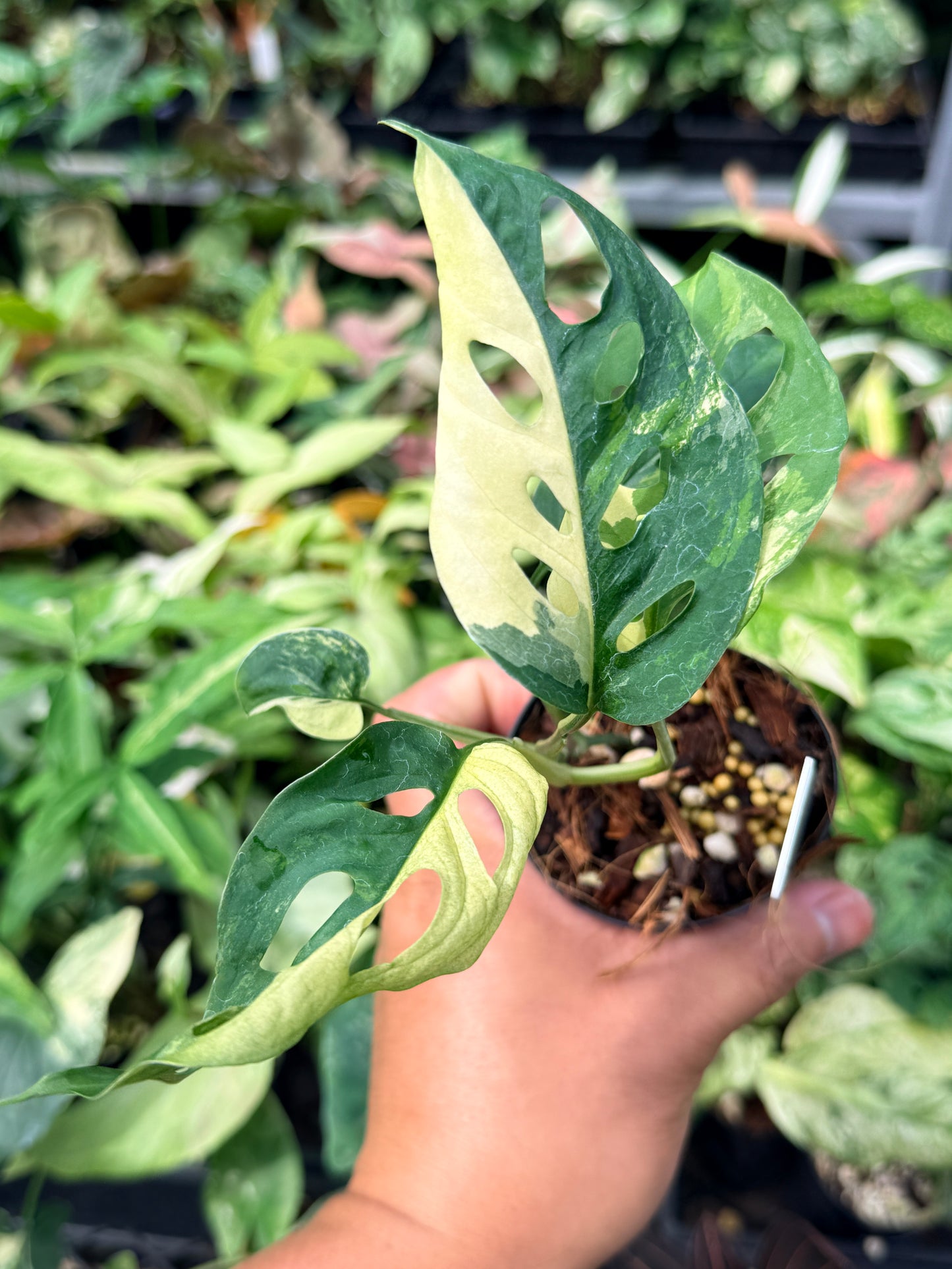 Monstera adansonii variegated N64