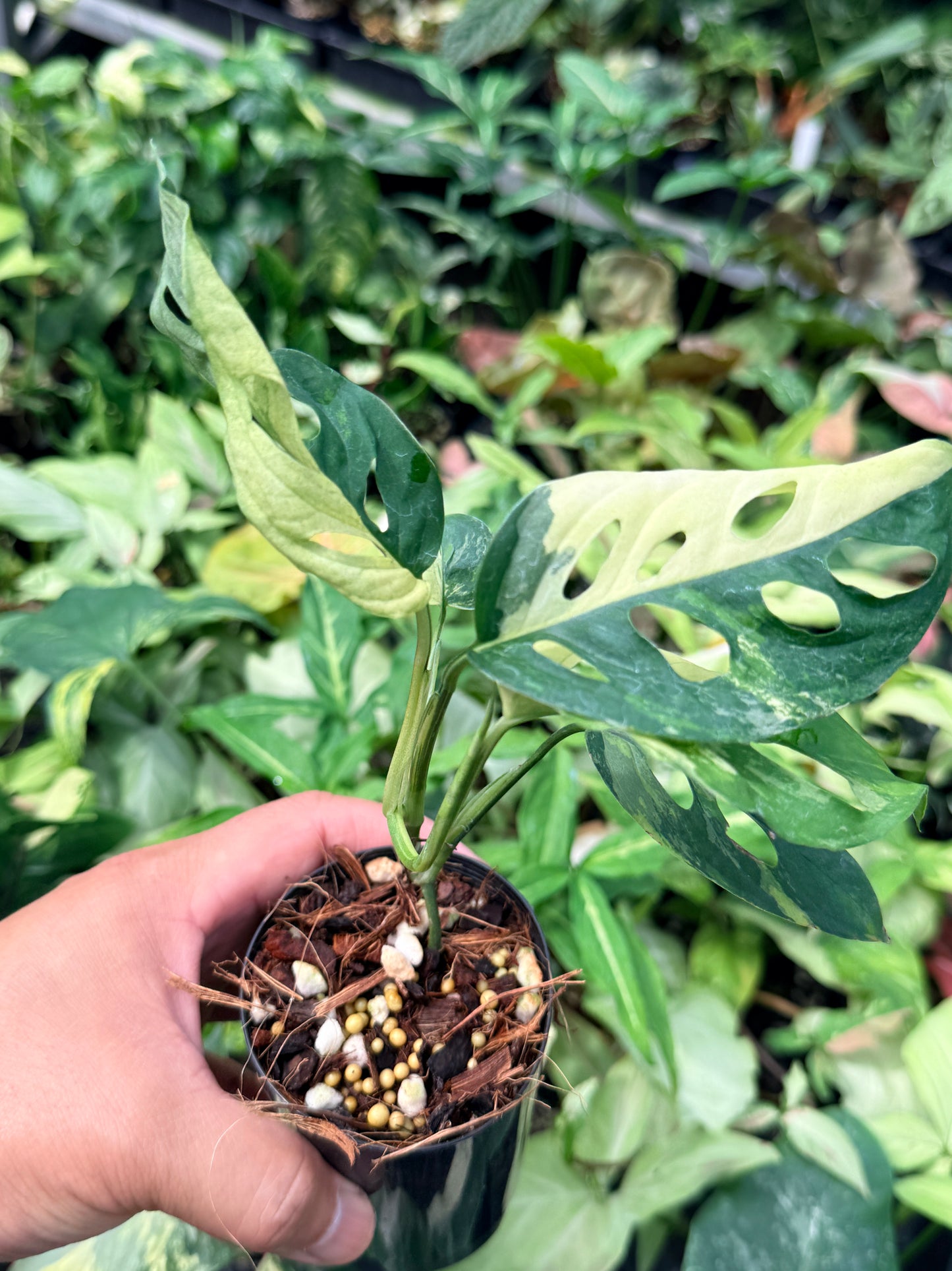 Monstera adansonii variegated N64