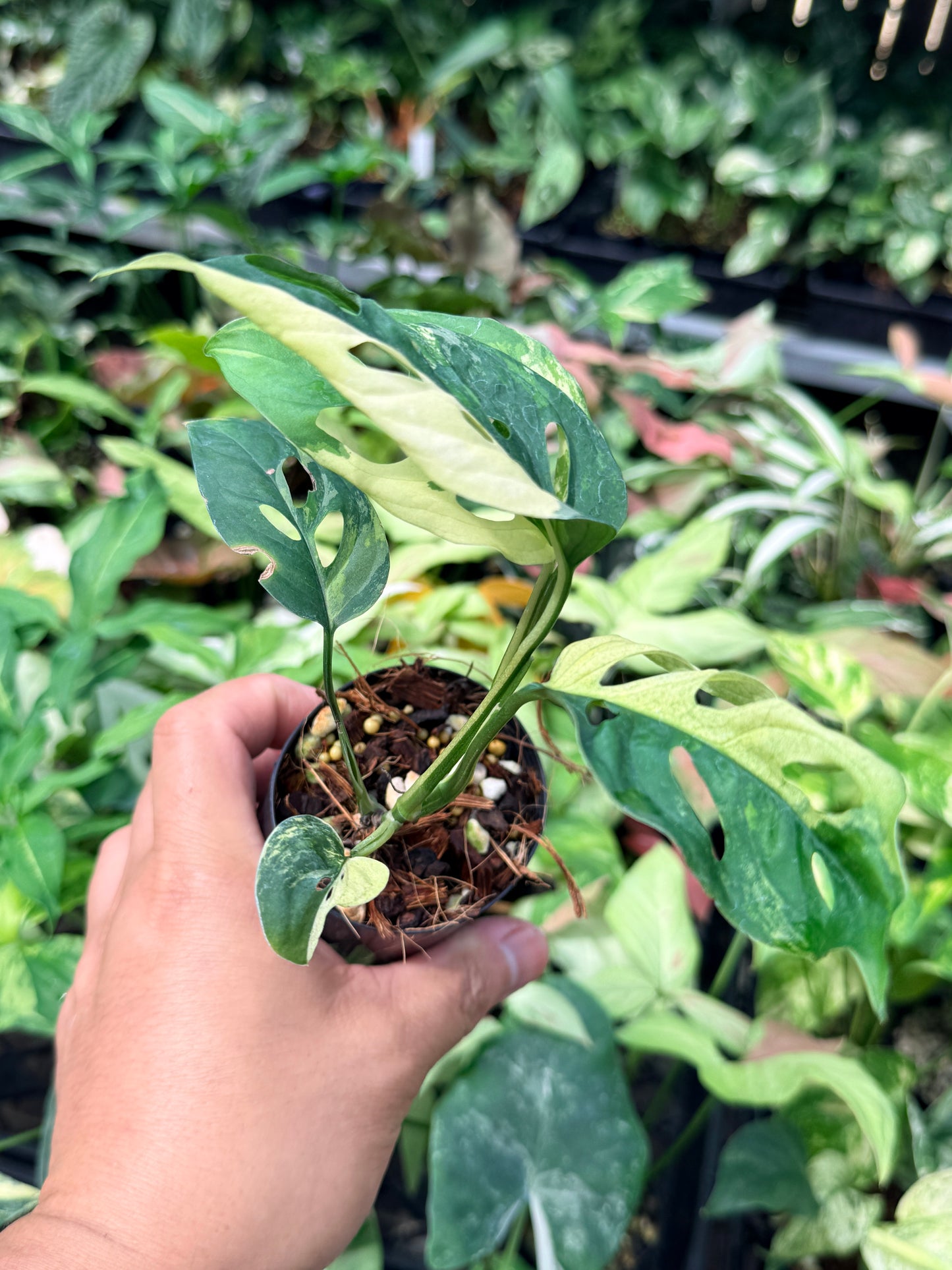 Monstera adansonii variegated N64