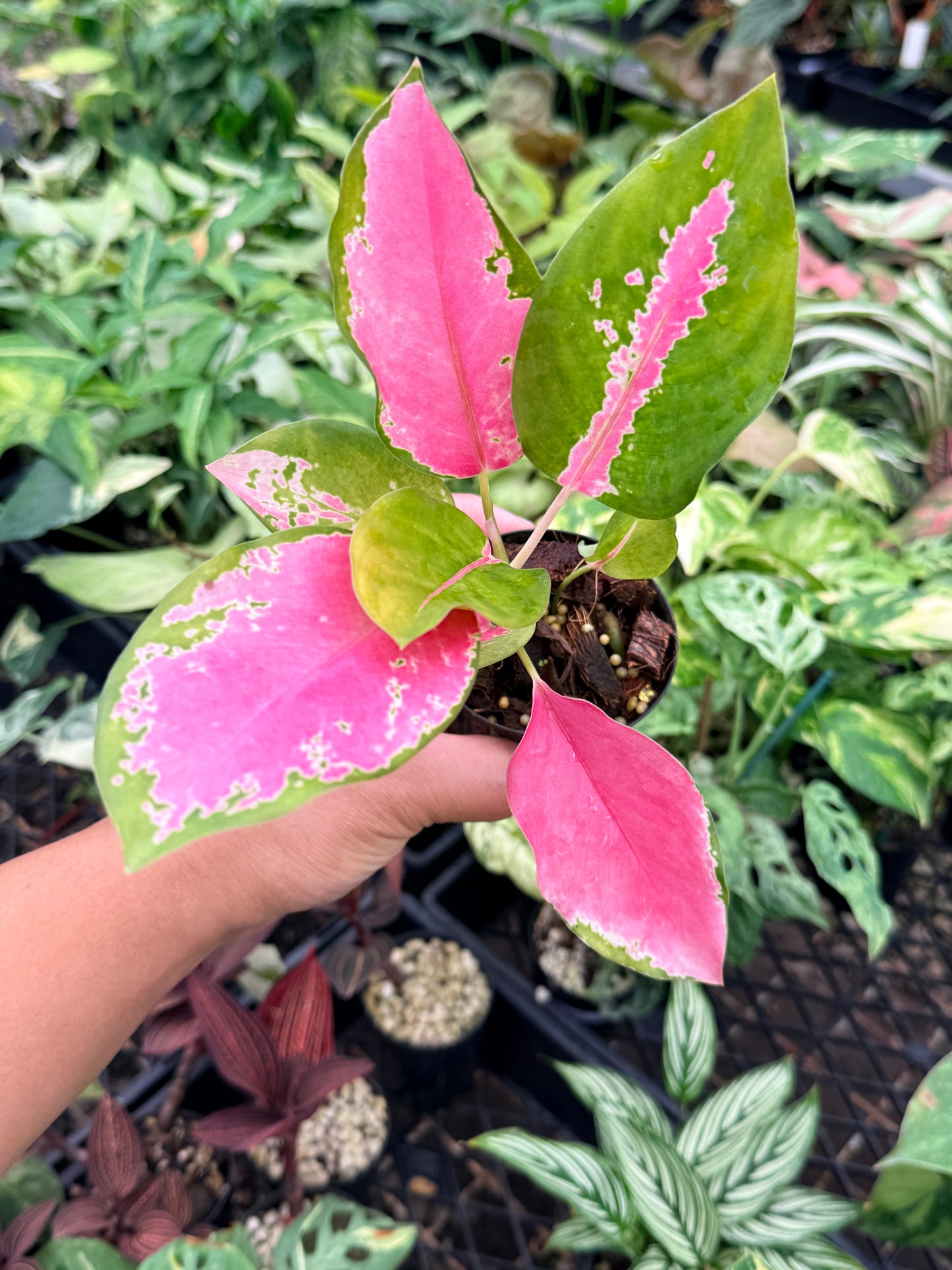 Aglaonema 'China Red' N76