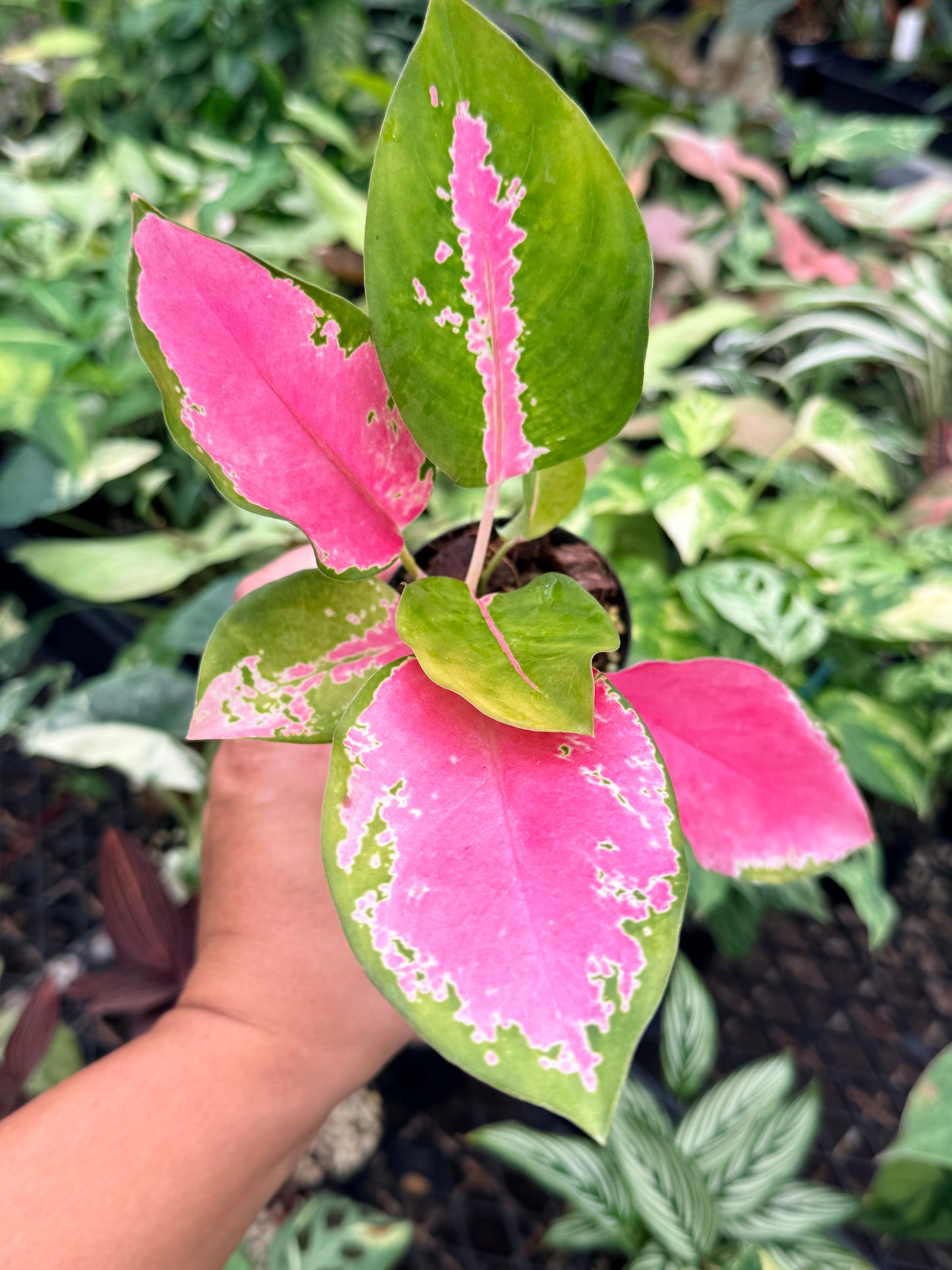 Aglaonema 'China Red' N76