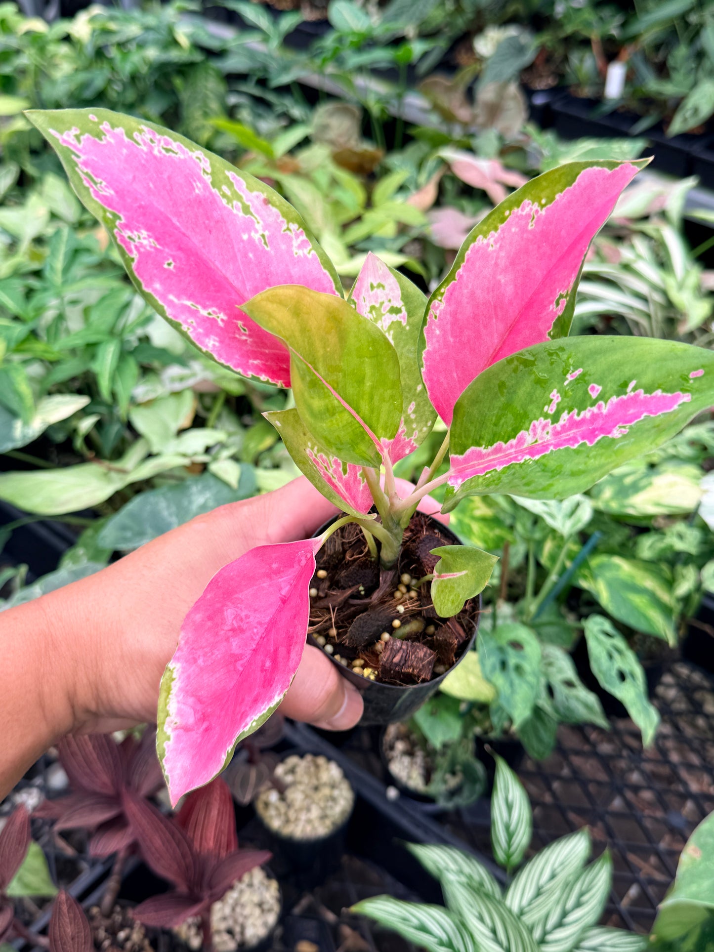 Aglaonema 'China Red' N76