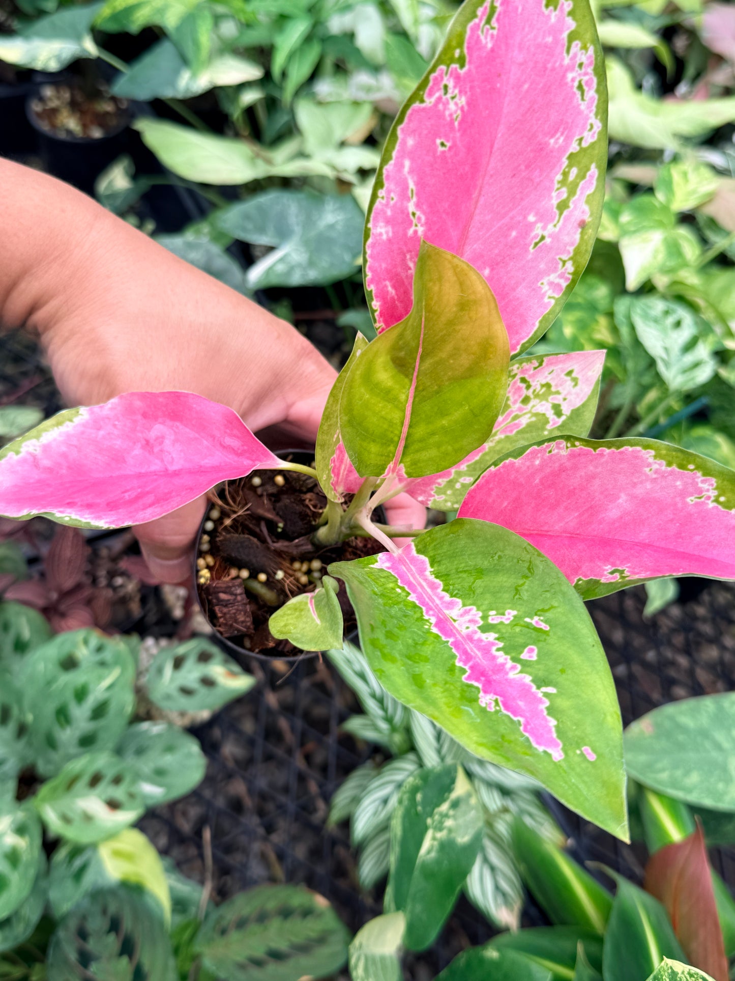 Aglaonema 'China Red' N76
