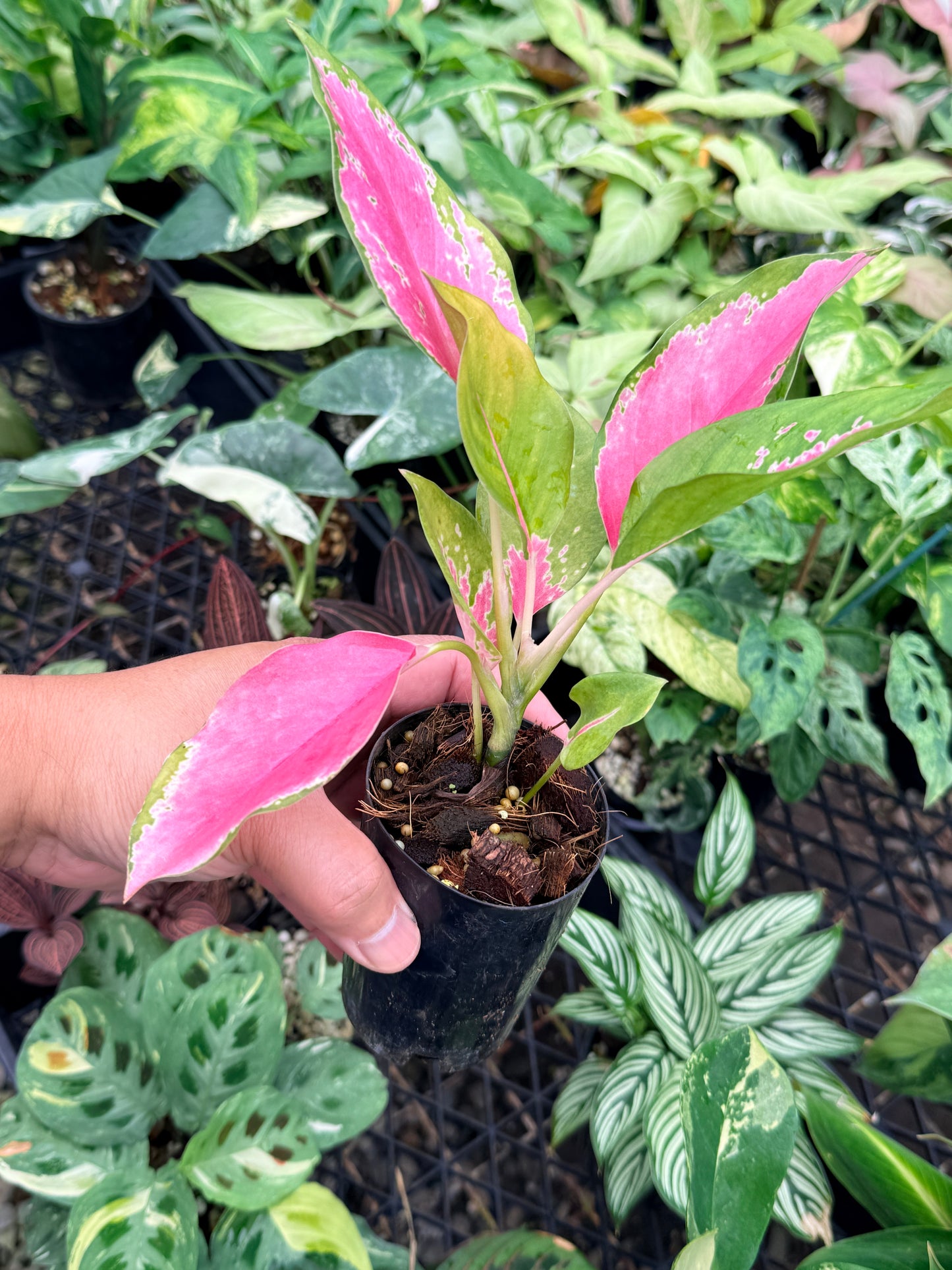 Aglaonema 'China Red' N76