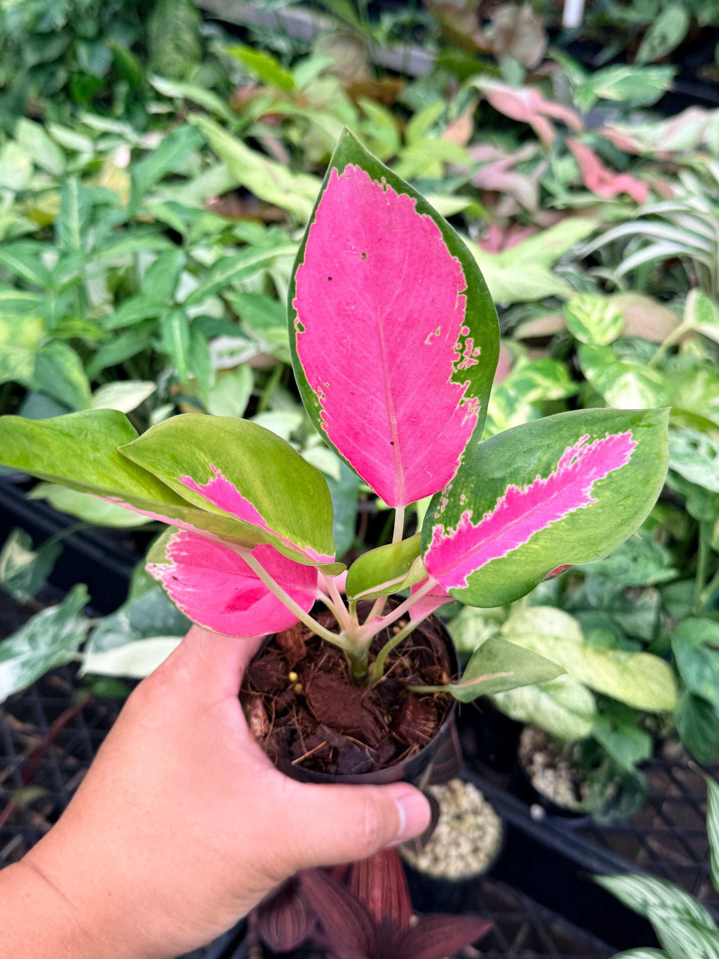 Aglaonema 'China Red' N77