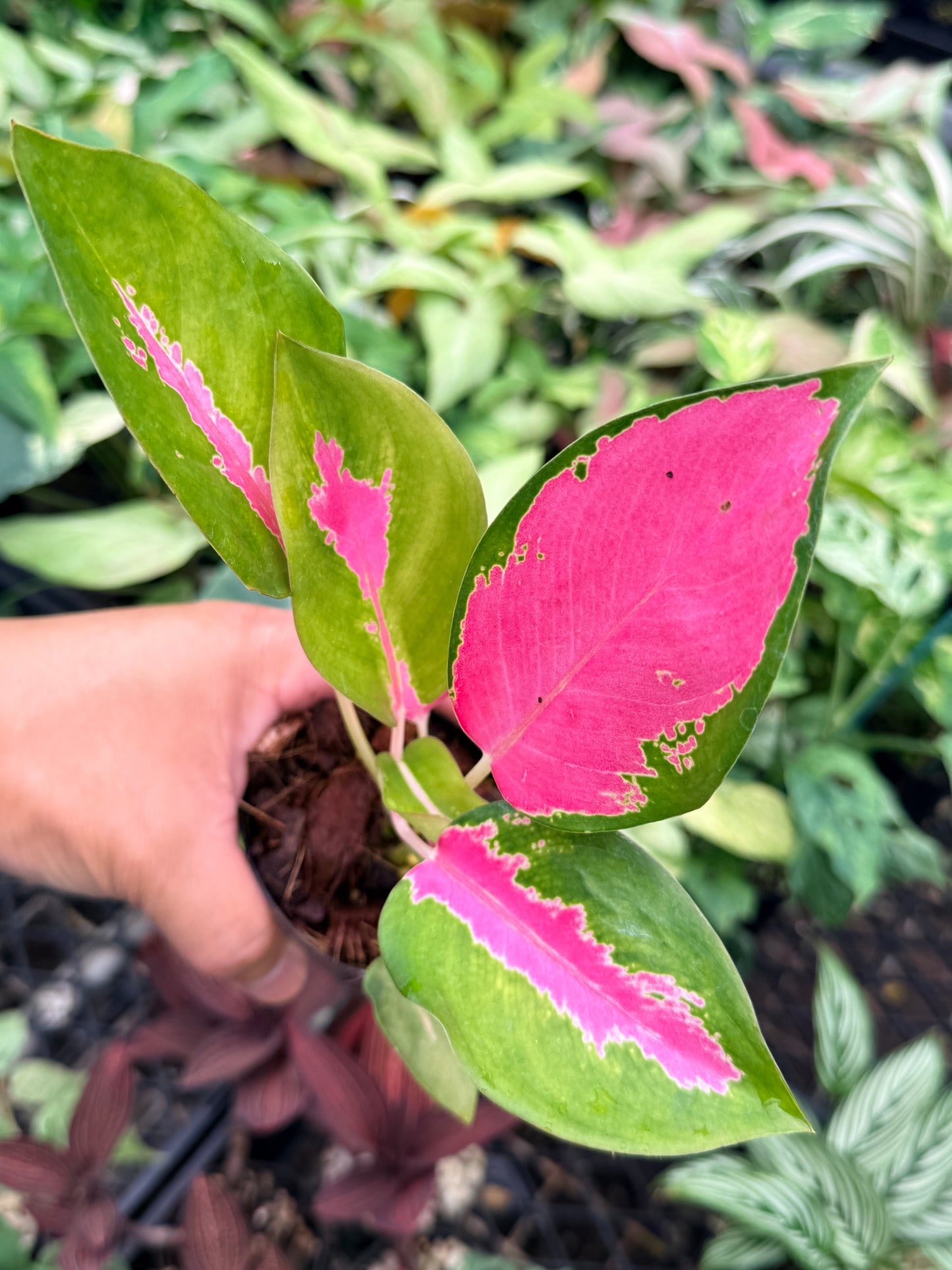 Aglaonema 'China Red' N77