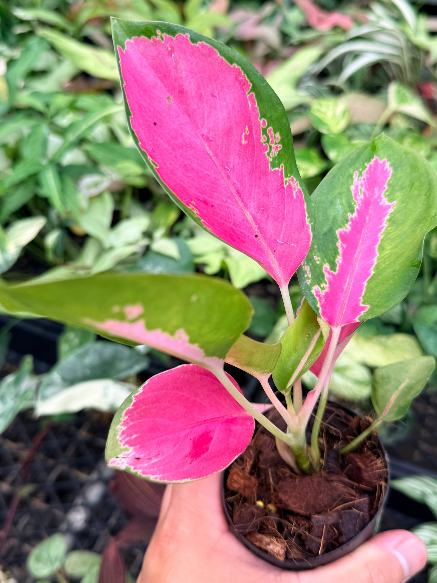 Aglaonema 'China Red' N77
