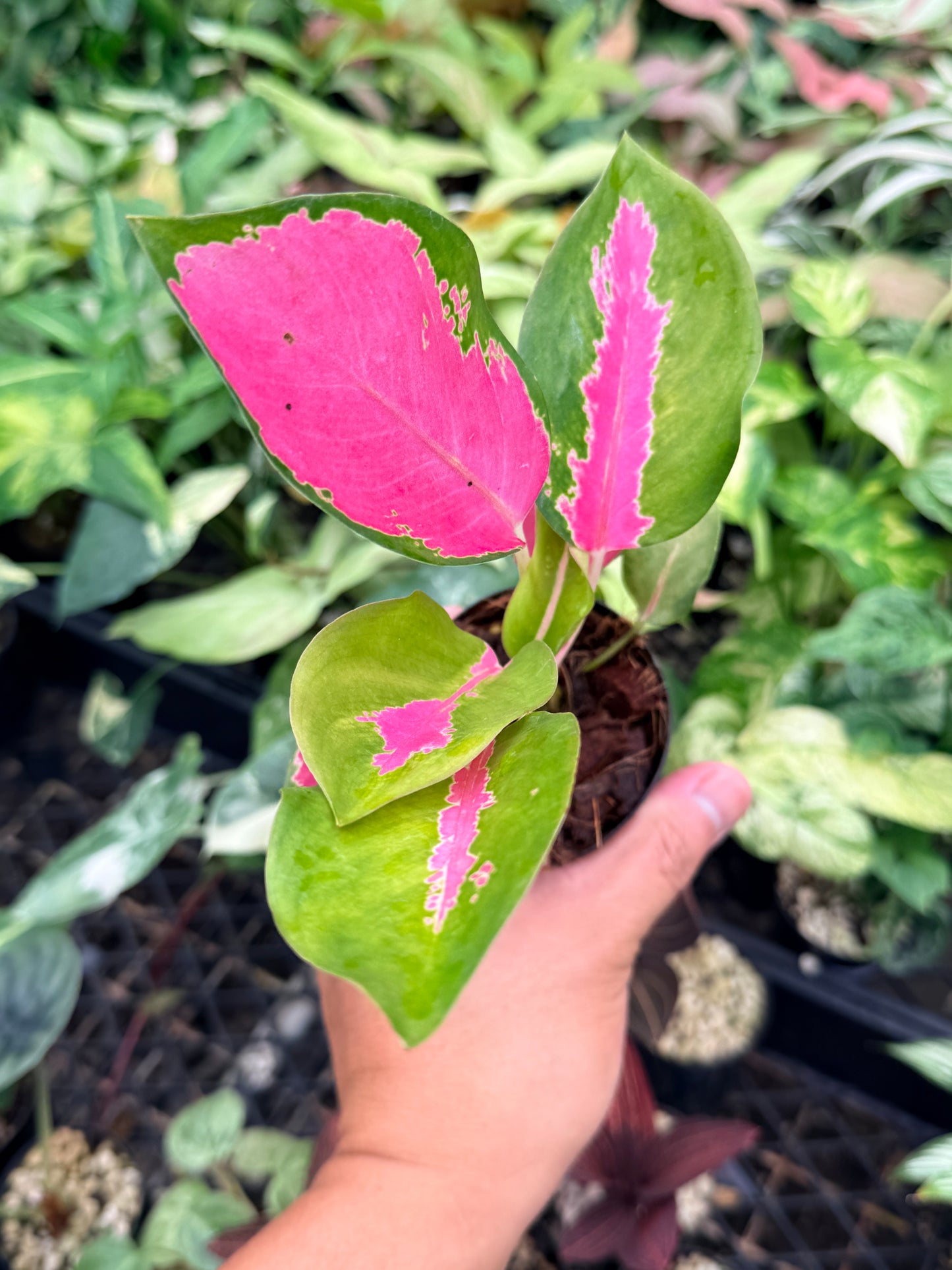 Aglaonema 'China Red' N77