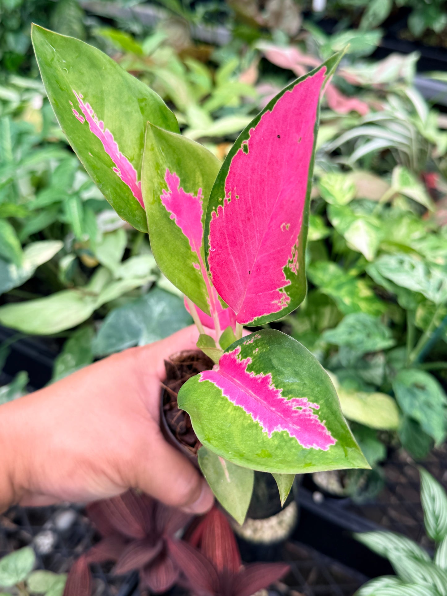 Aglaonema 'China Red' N77