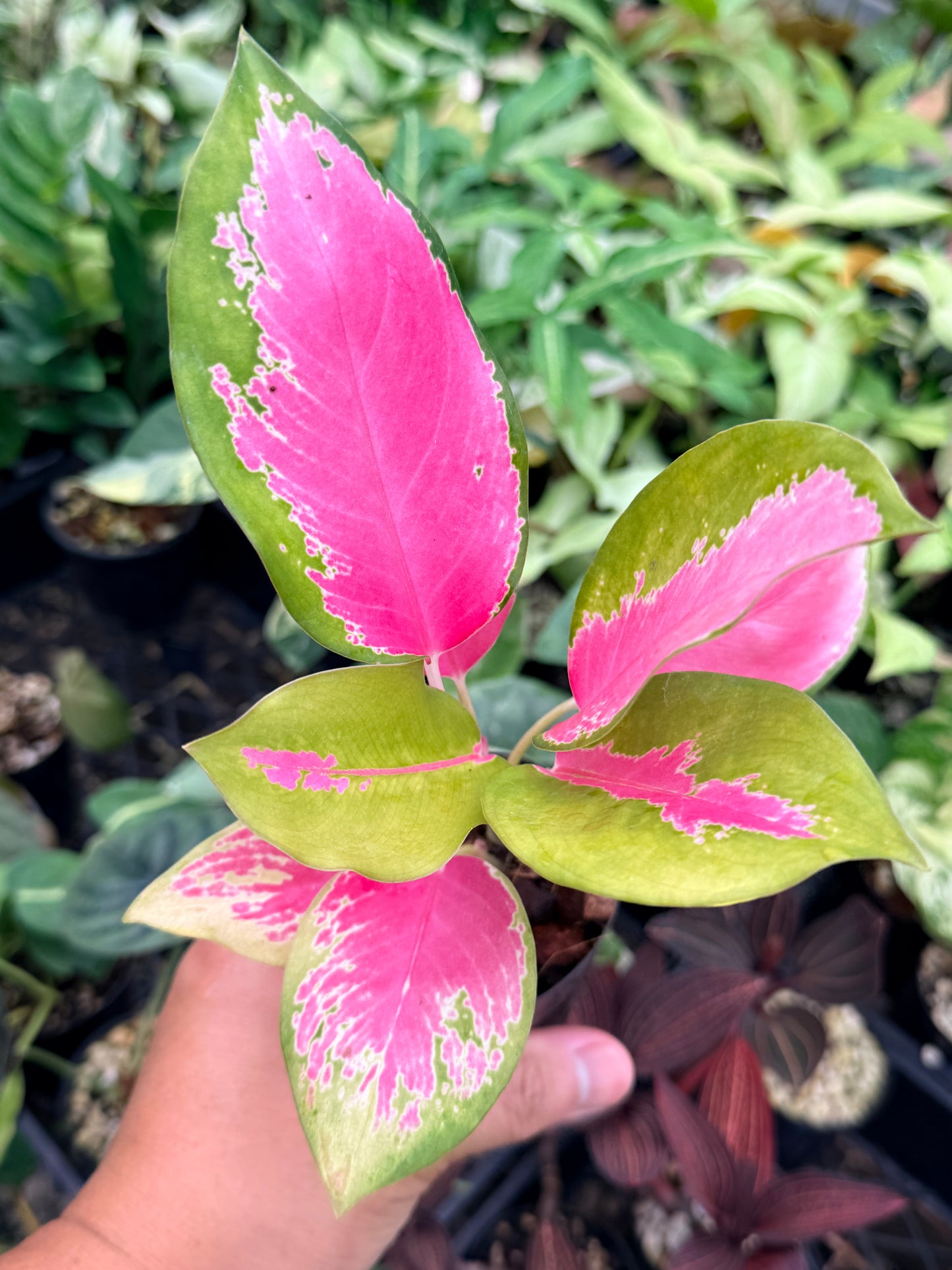 Aglaonema 'China Red' N75