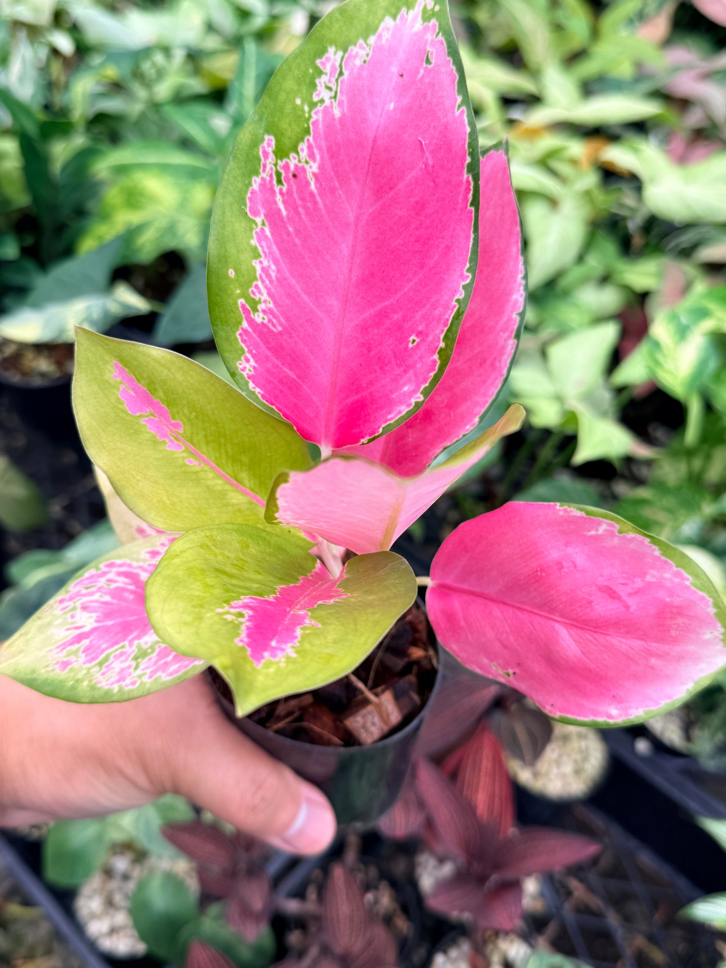 Aglaonema 'China Red' N75
