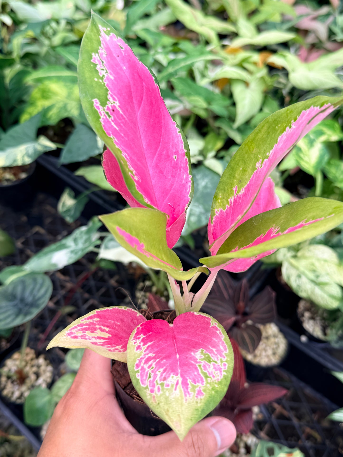 Aglaonema 'China Red' N75