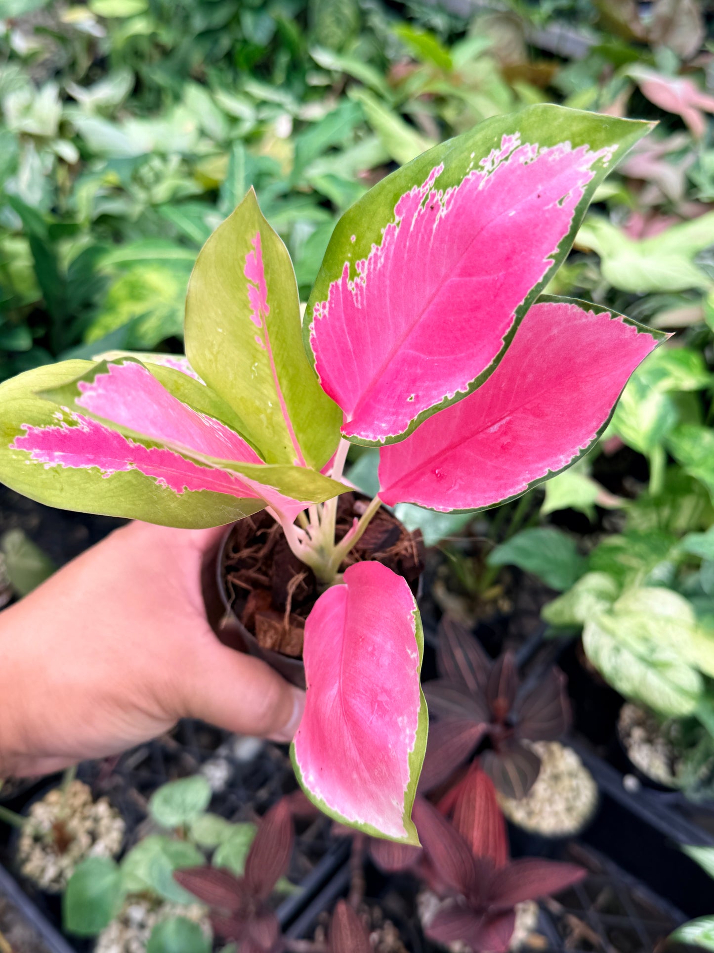 Aglaonema 'China Red' N75