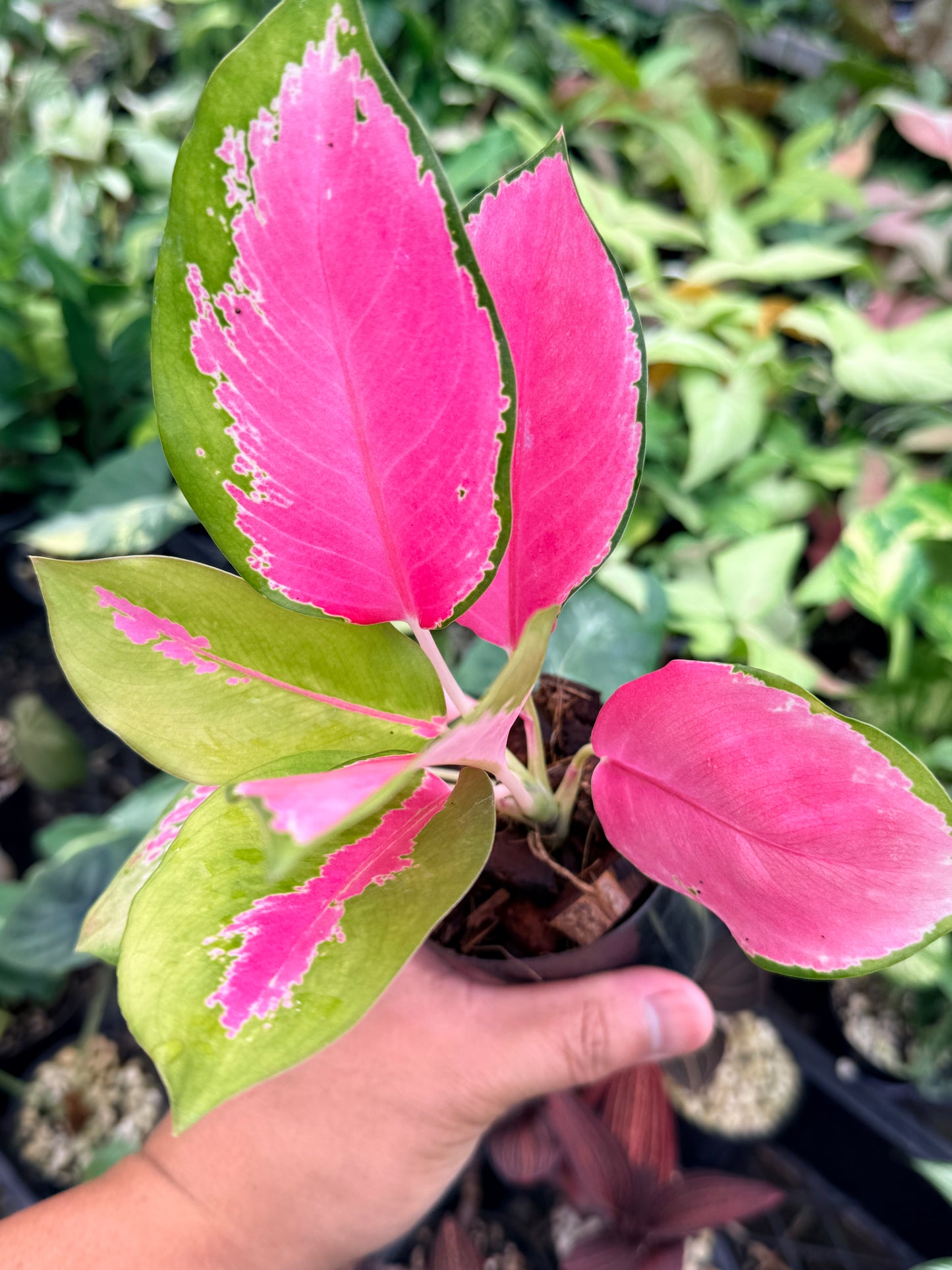 Aglaonema 'China Red' N75